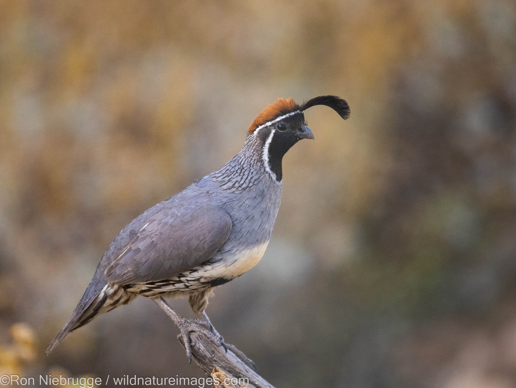 Gambel's Quail, Marana, near Tucson, Arizona.