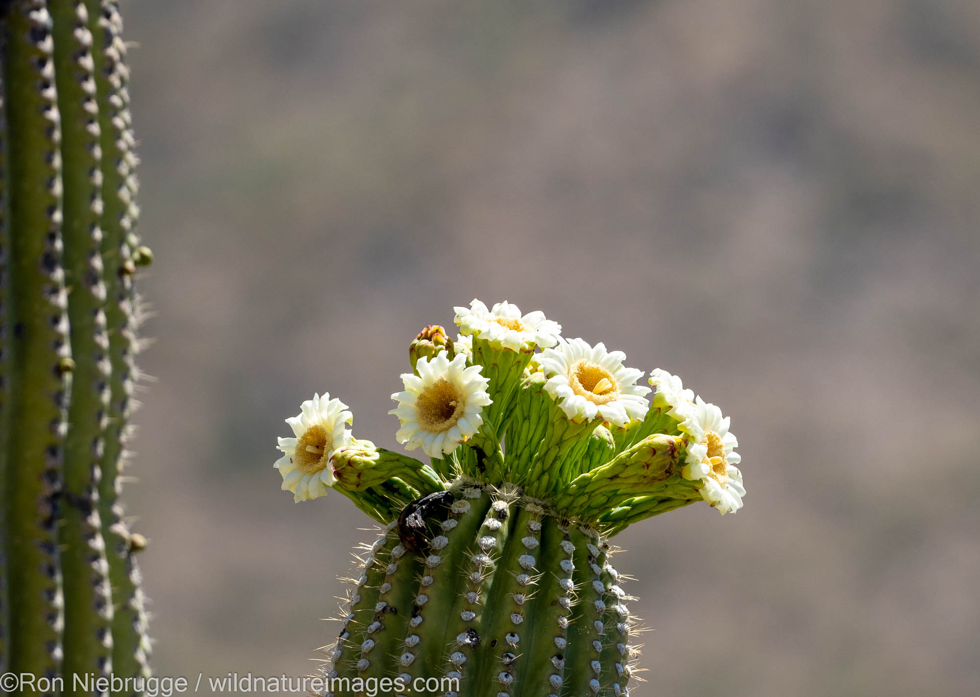 Blooming Saguaro Cactus, Marana, near Tucson, Arizona.