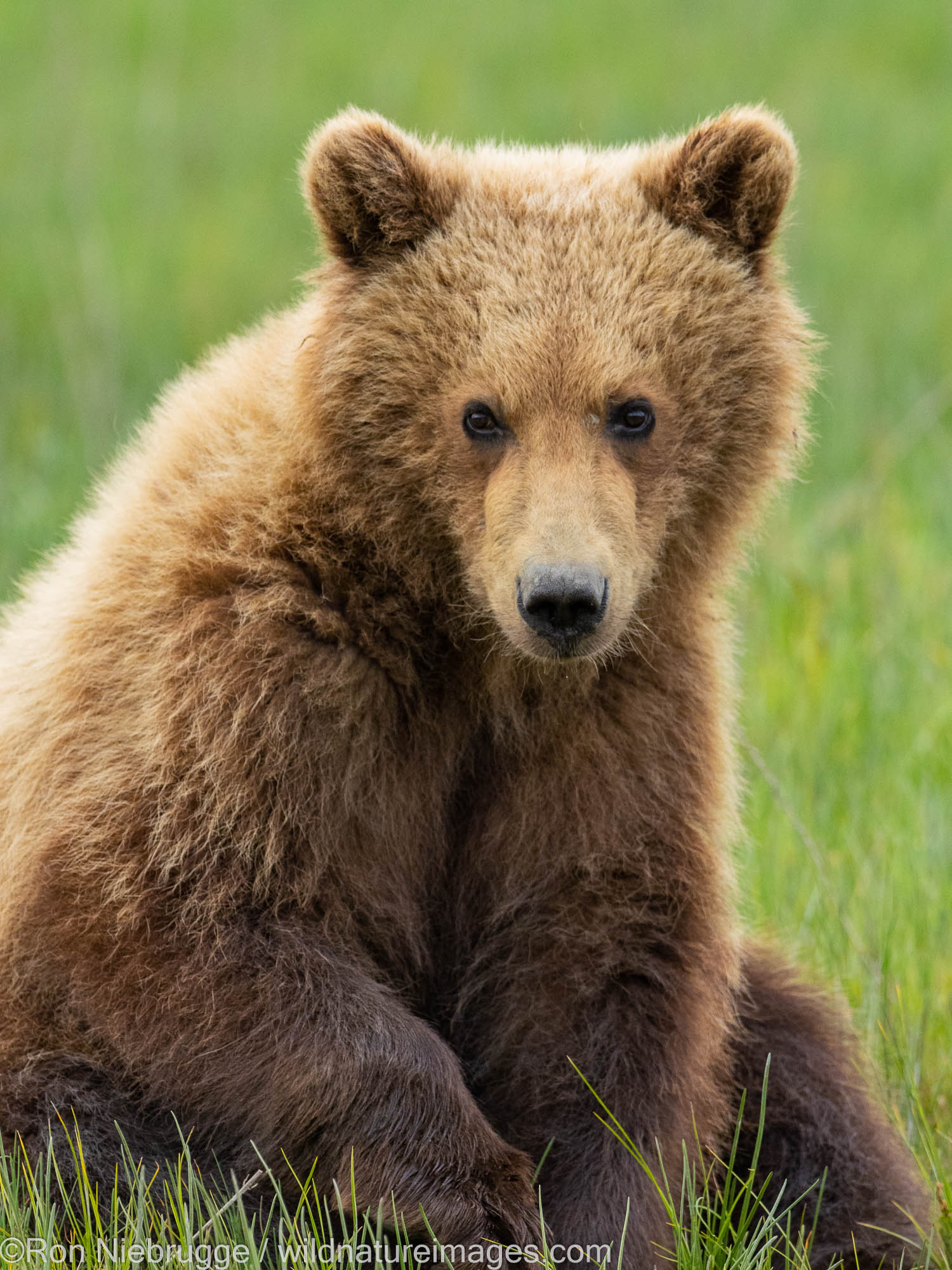 A Brown or Grizzly Bear, Lake Clark National Park, Alaska.