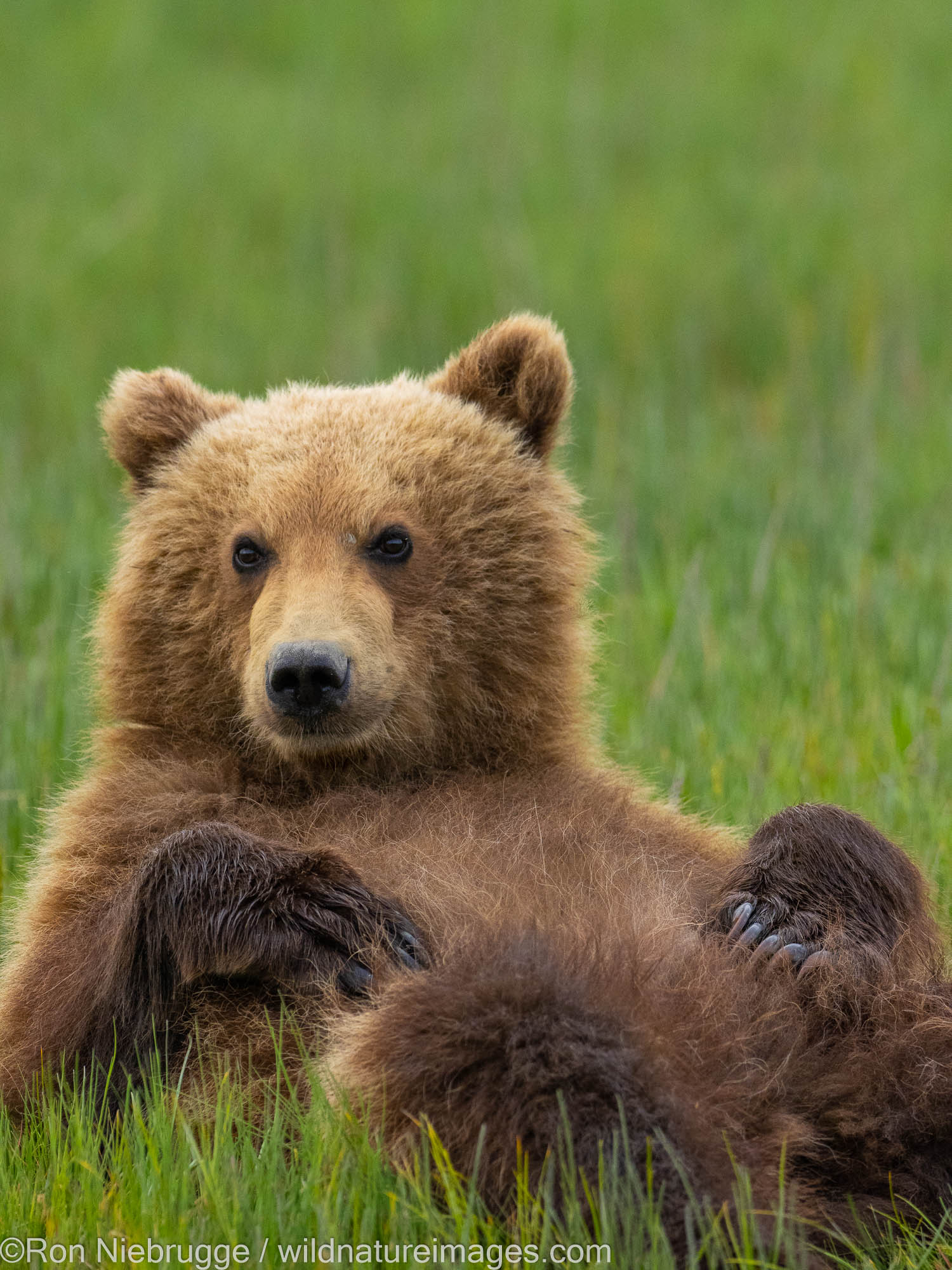 A Brown or Grizzly Bear, Lake Clark National Park, Alaska.