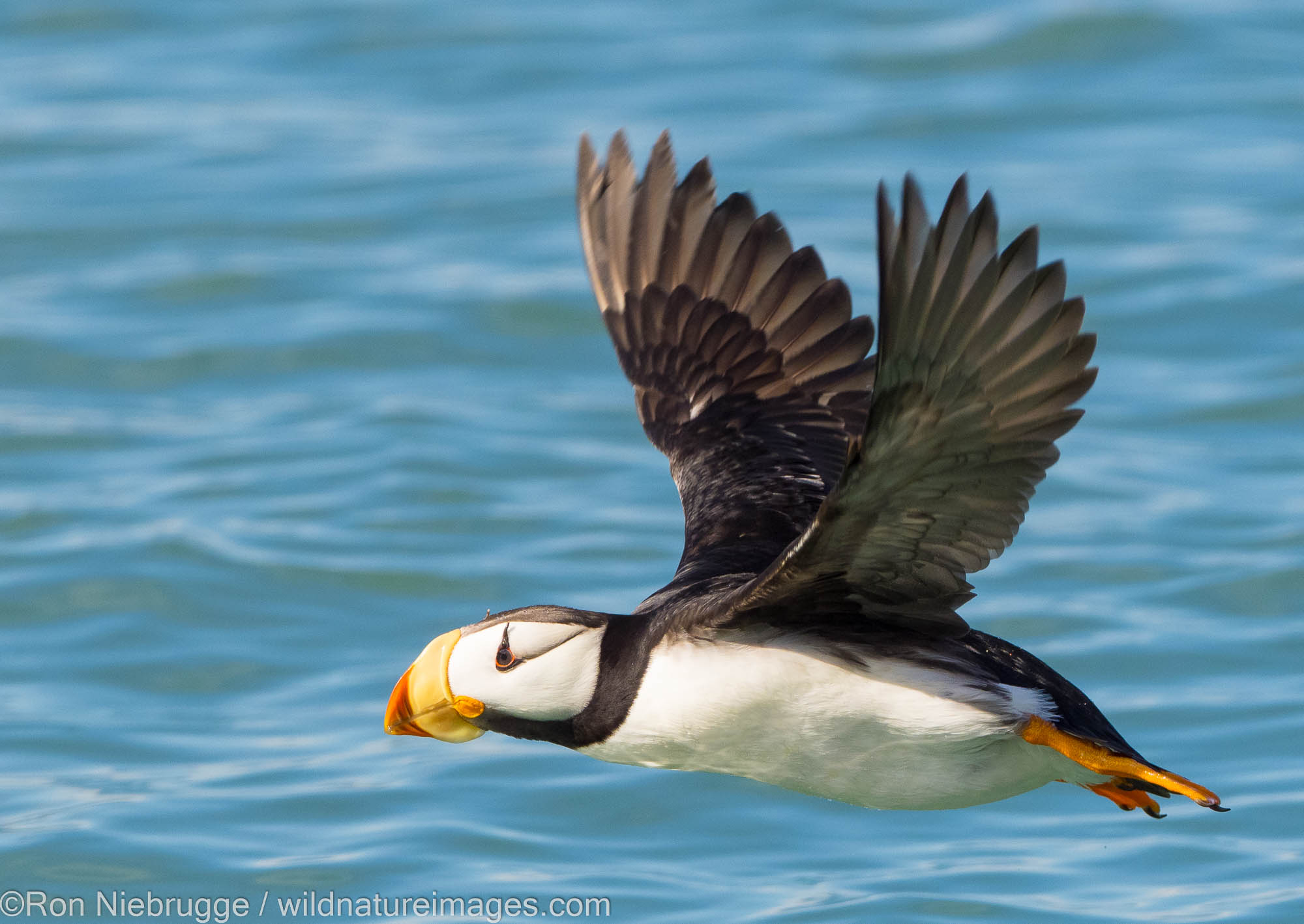 Horned puffin, Lake Clark National Park, Alaska.