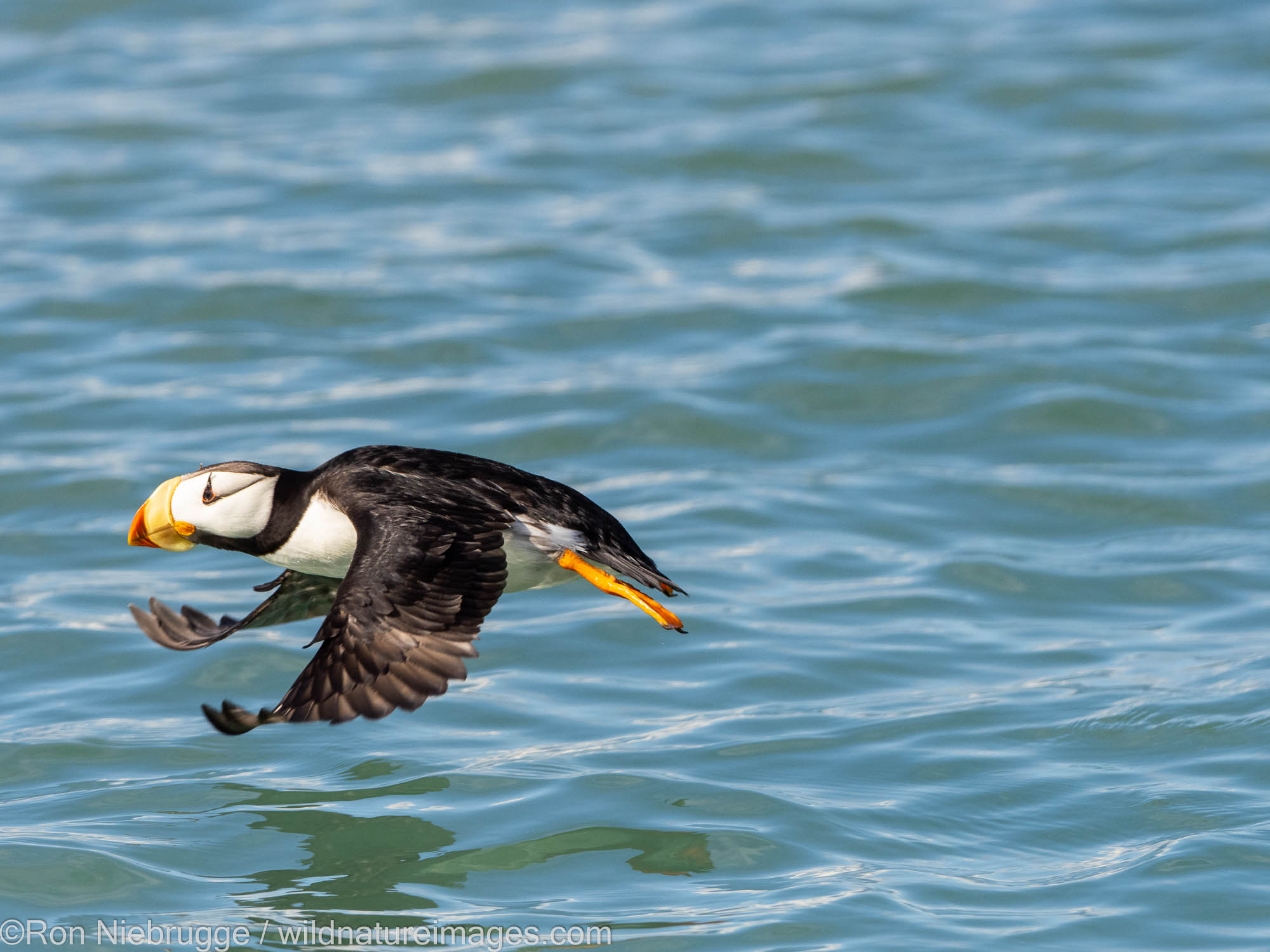 Horned puffin, Lake Clark National Park, Alaska.