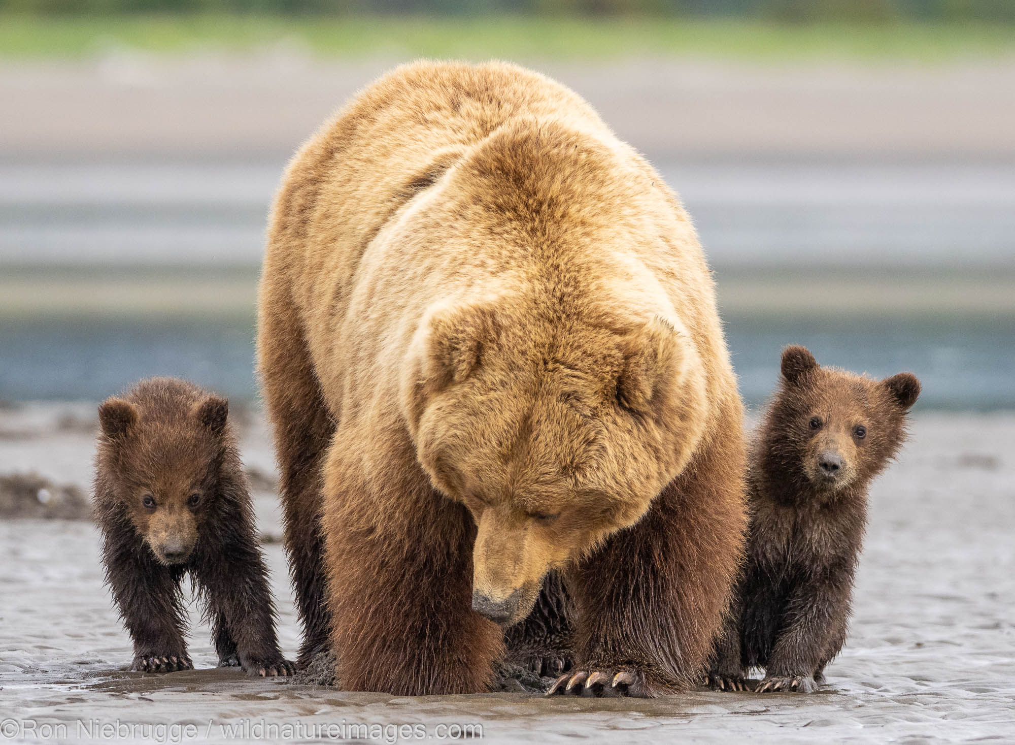 Brown / Grizzly Bear, Lake Clark National Park, Alaska.