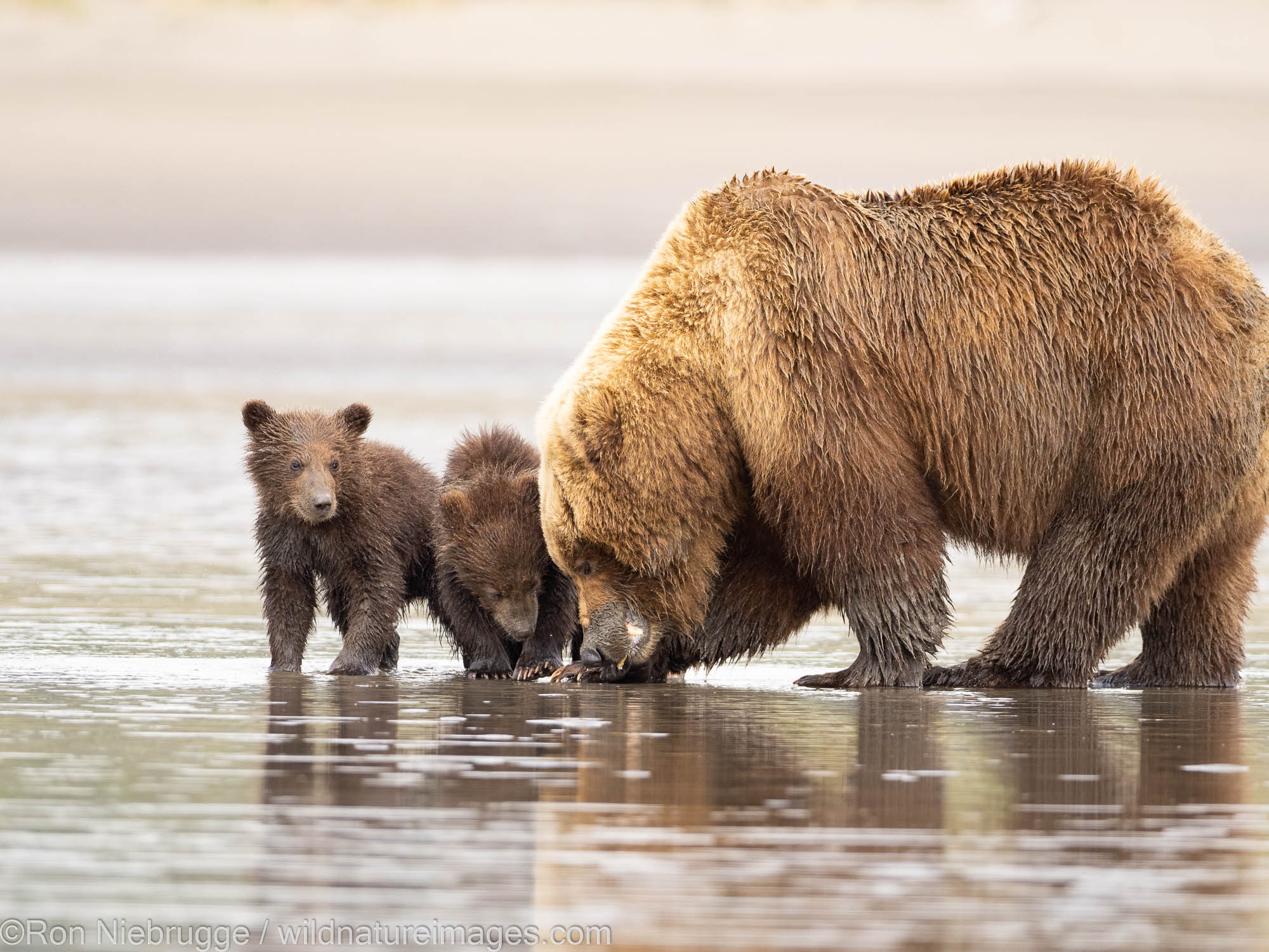 Brown / Grizzly Bear, Lake Clark National Park, Alaska.