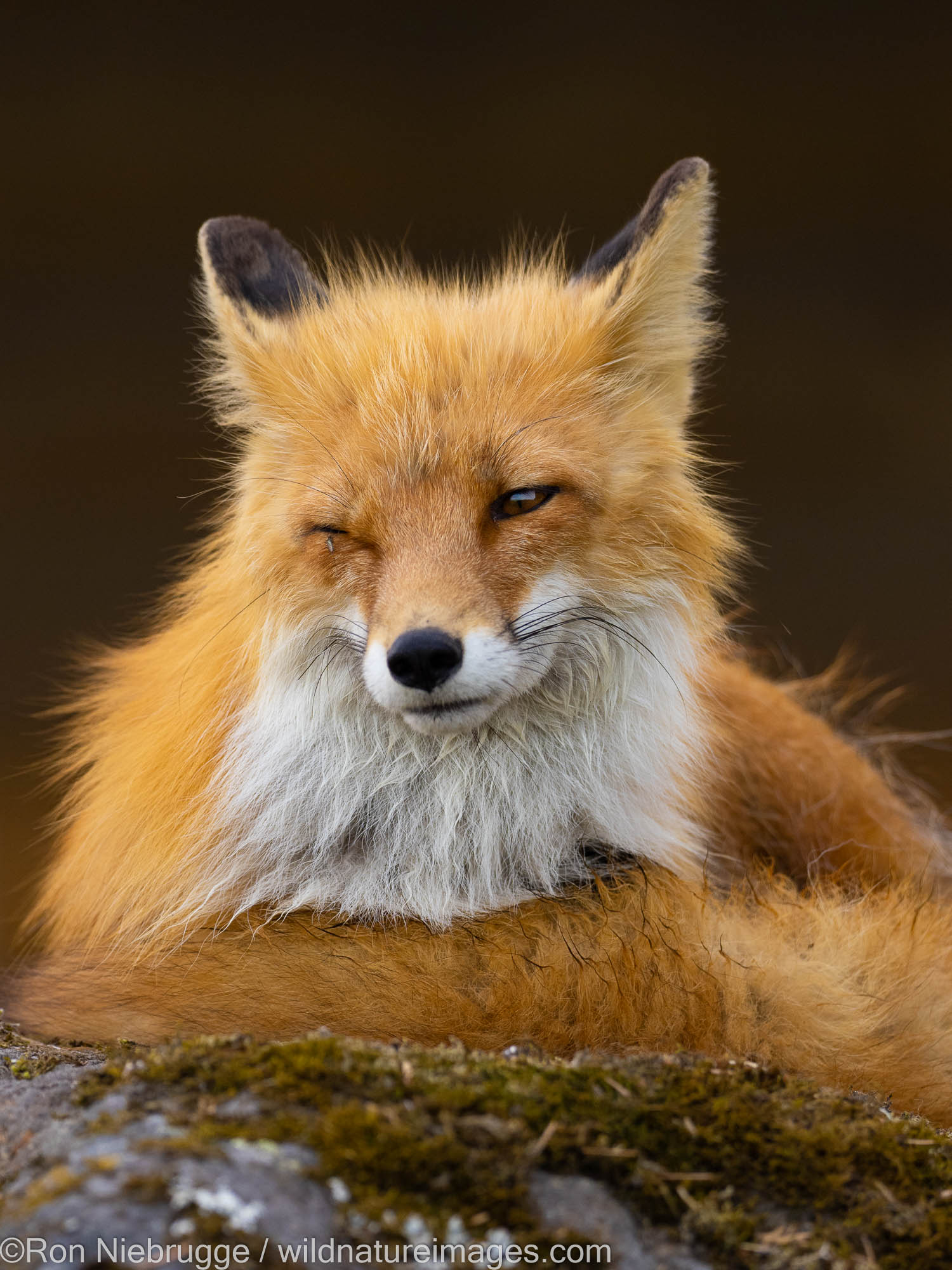 Red Fox, Lake Clark National Park, Alaska.