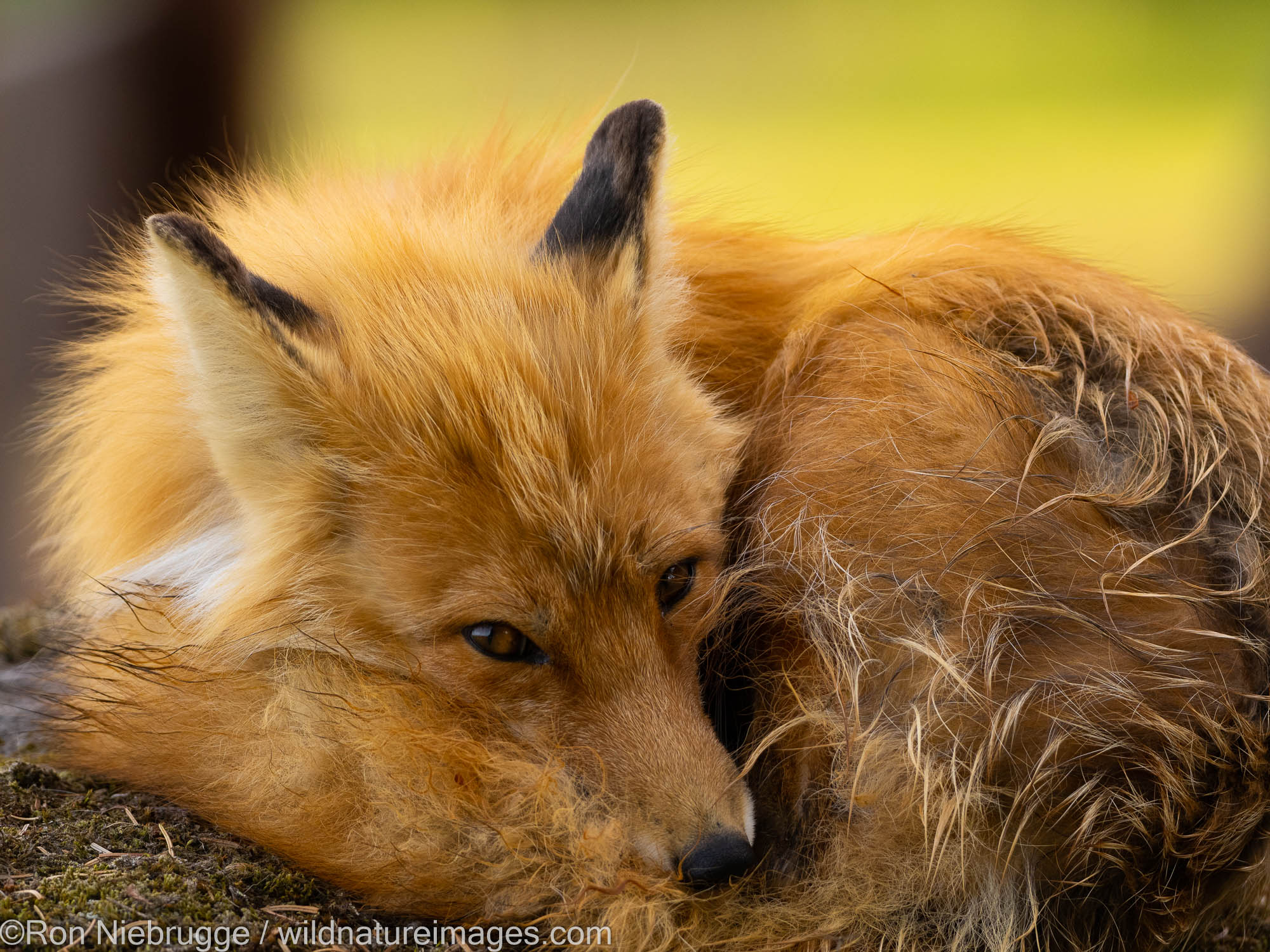 Red Fox, Lake Clark National Park, Alaska.