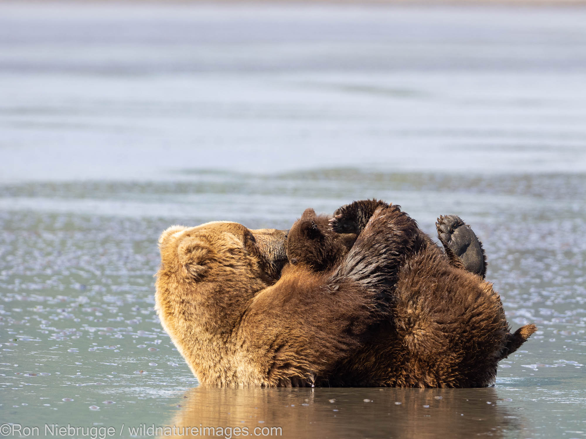 Brown / Grizzly Bear nursing cubs, Lake Clark National Park, Alaska.