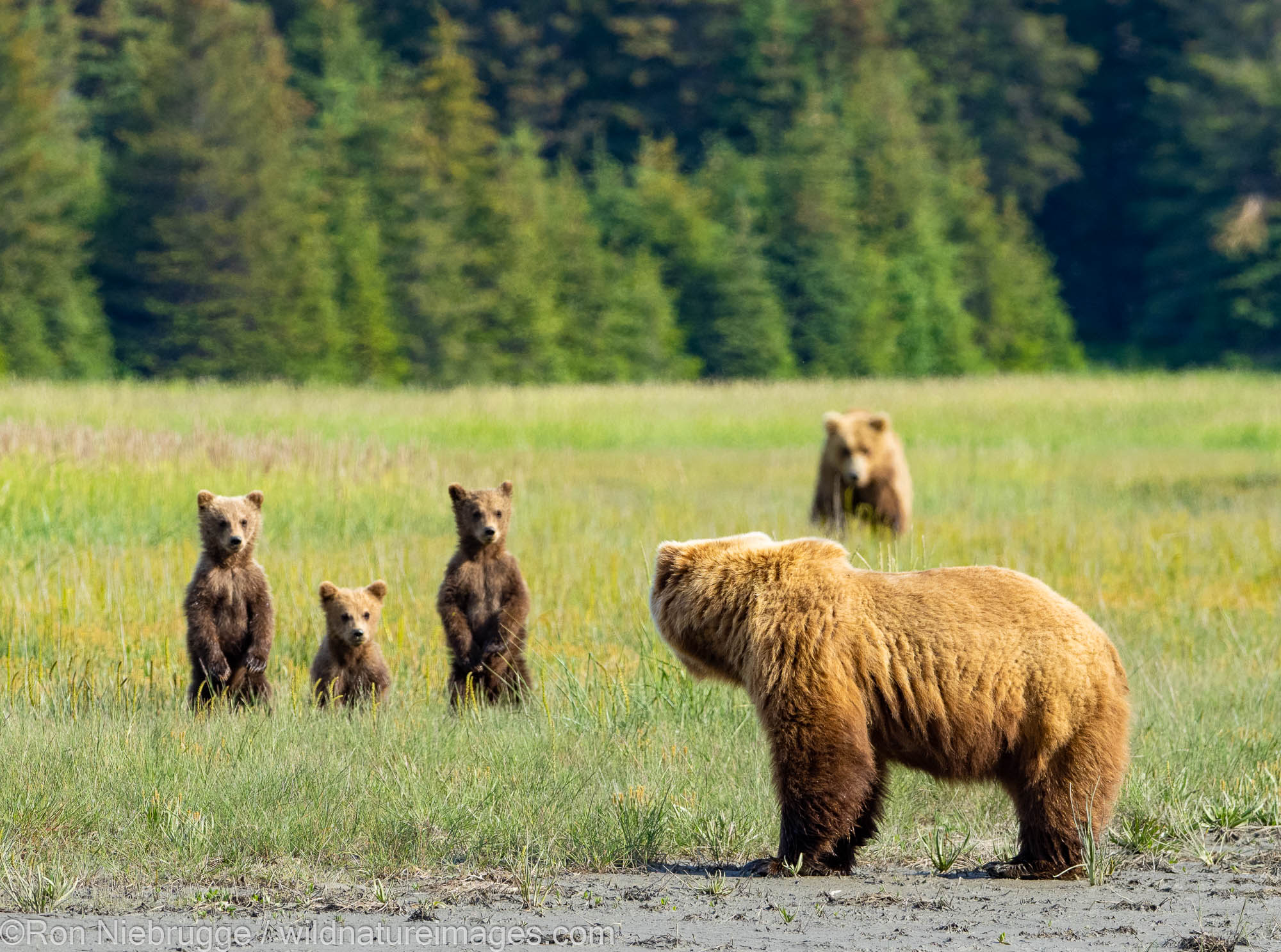 A Brown or Grizzly Bear, Lake Clark National Park, Alaska.