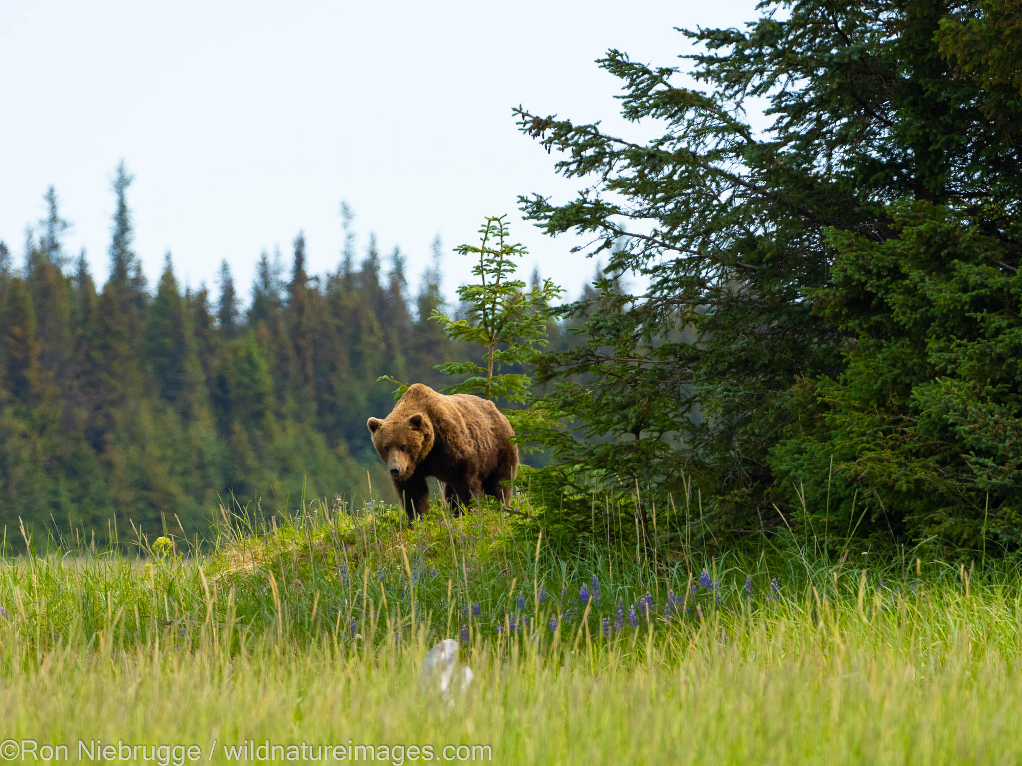 A Brown or Grizzly Bear, Lake Clark National Park, Alaska.