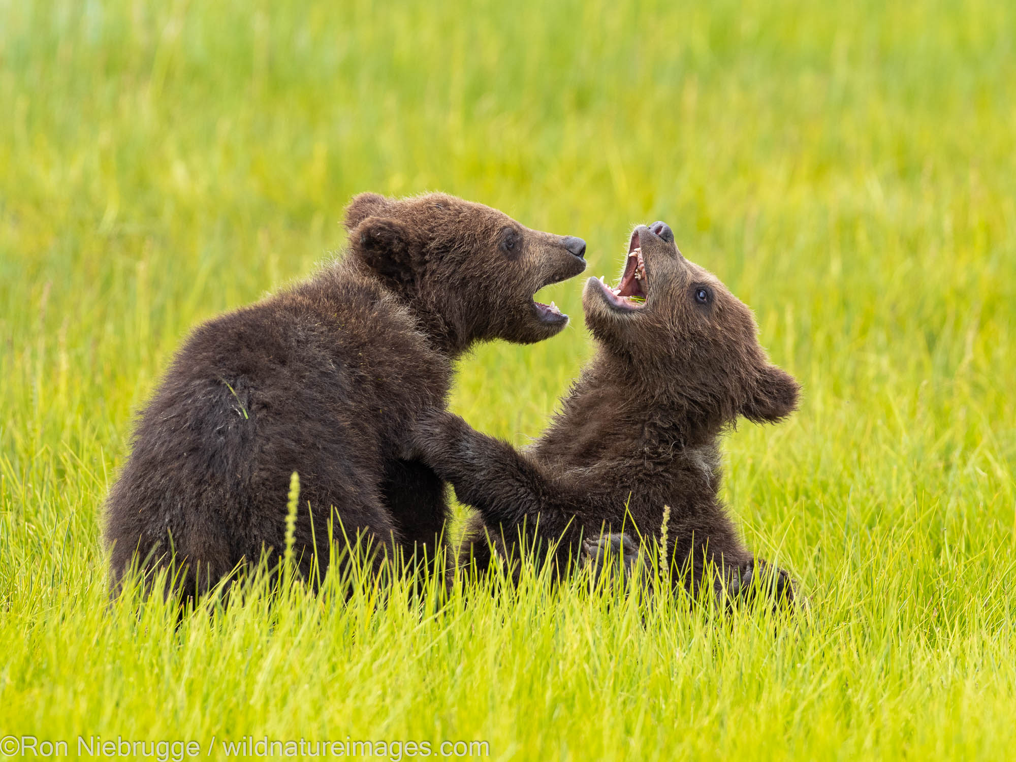 A Brown or Grizzly Bear, Lake Clark National Park, Alaska.