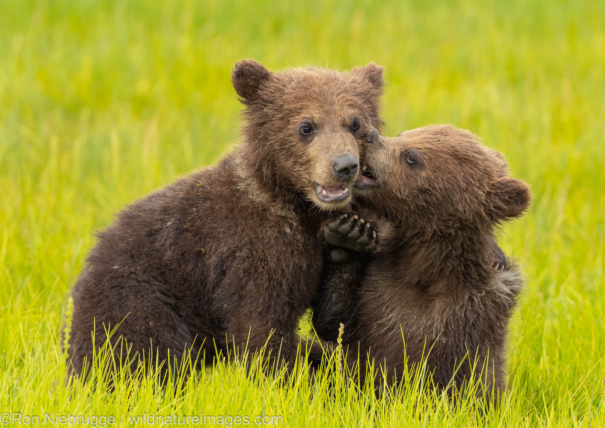 A Brown or Grizzly Bear, Lake Clark National Park, Alaska.