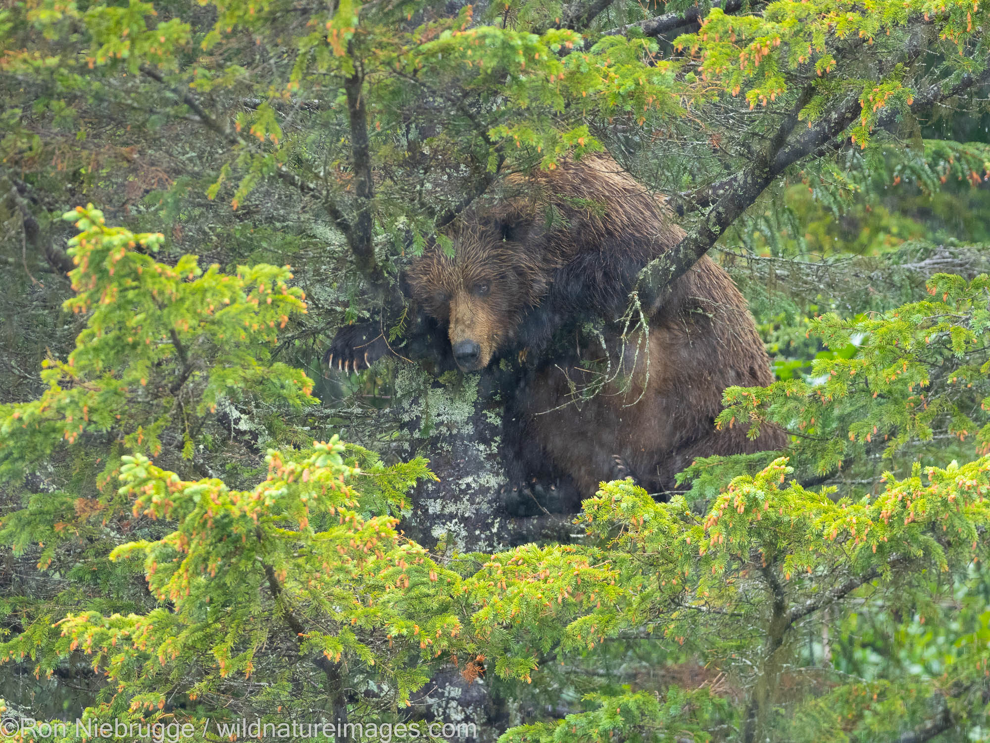 A Brown or Grizzly Bear, Lake Clark National Park, Alaska.