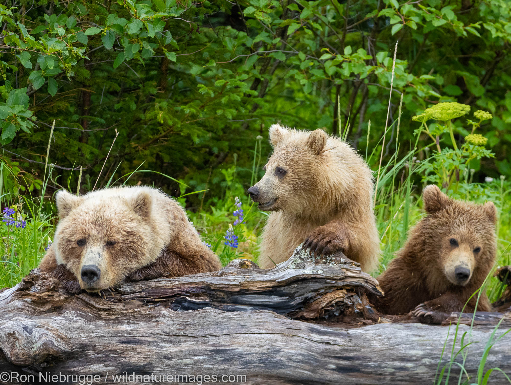 A Brown or Grizzly Bear, Lake Clark National Park, Alaska.