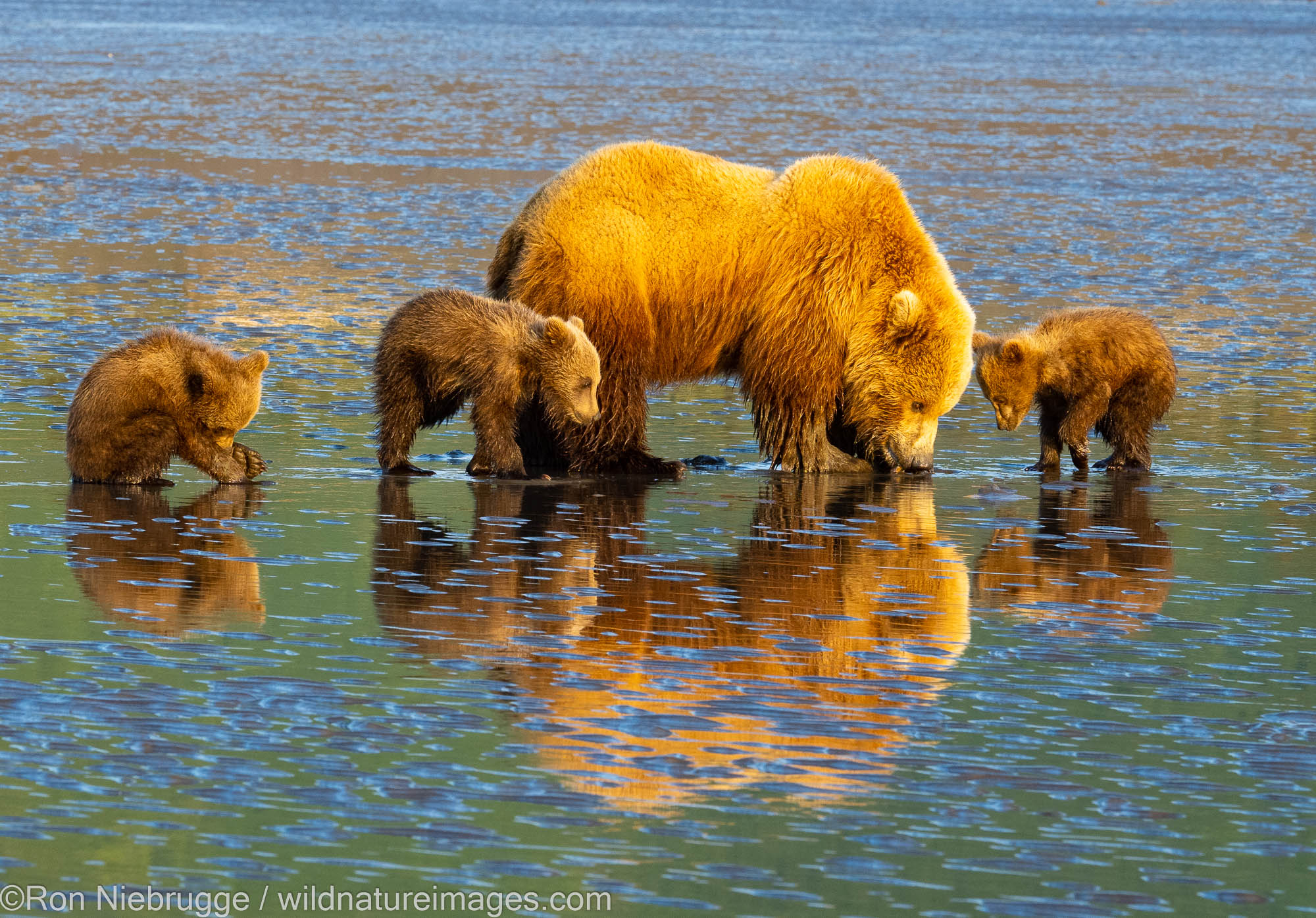 A Brown or Grizzly Bear, Lake Clark National Park, Alaska.