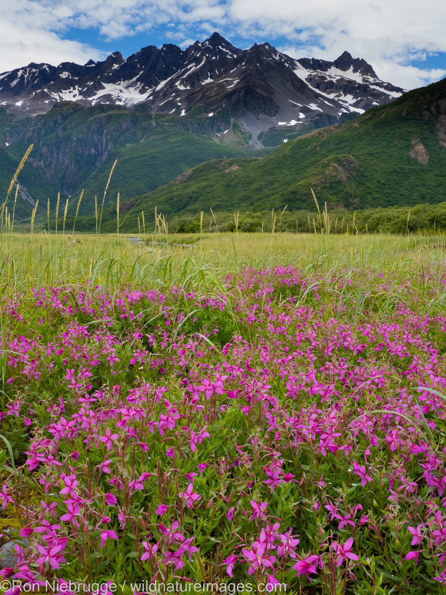 Kenai Fjords National Park, near Seward, Alaska.