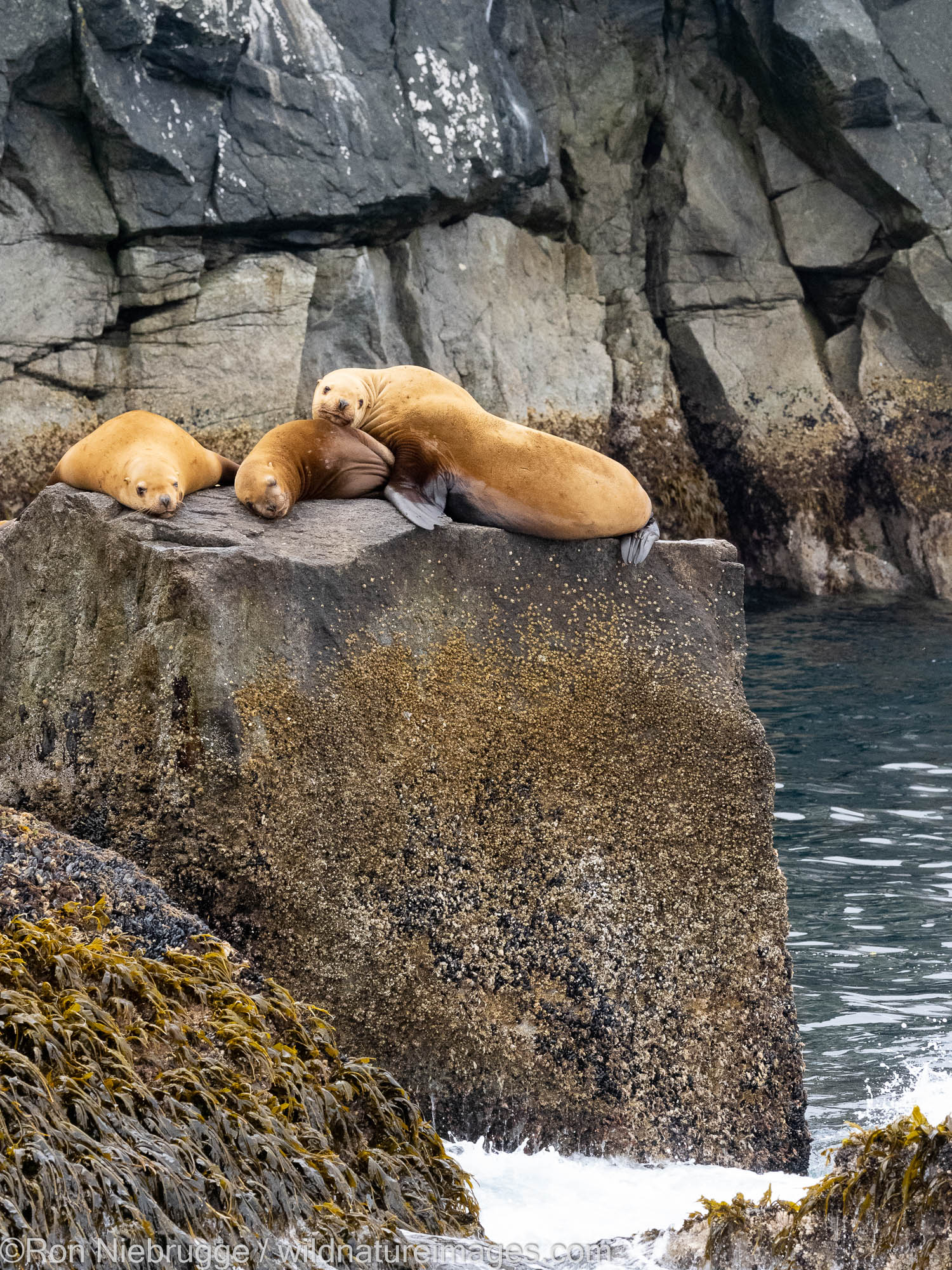 Steller Sea Lions, Kenai Fjords National Park, near Seward, Alaska.