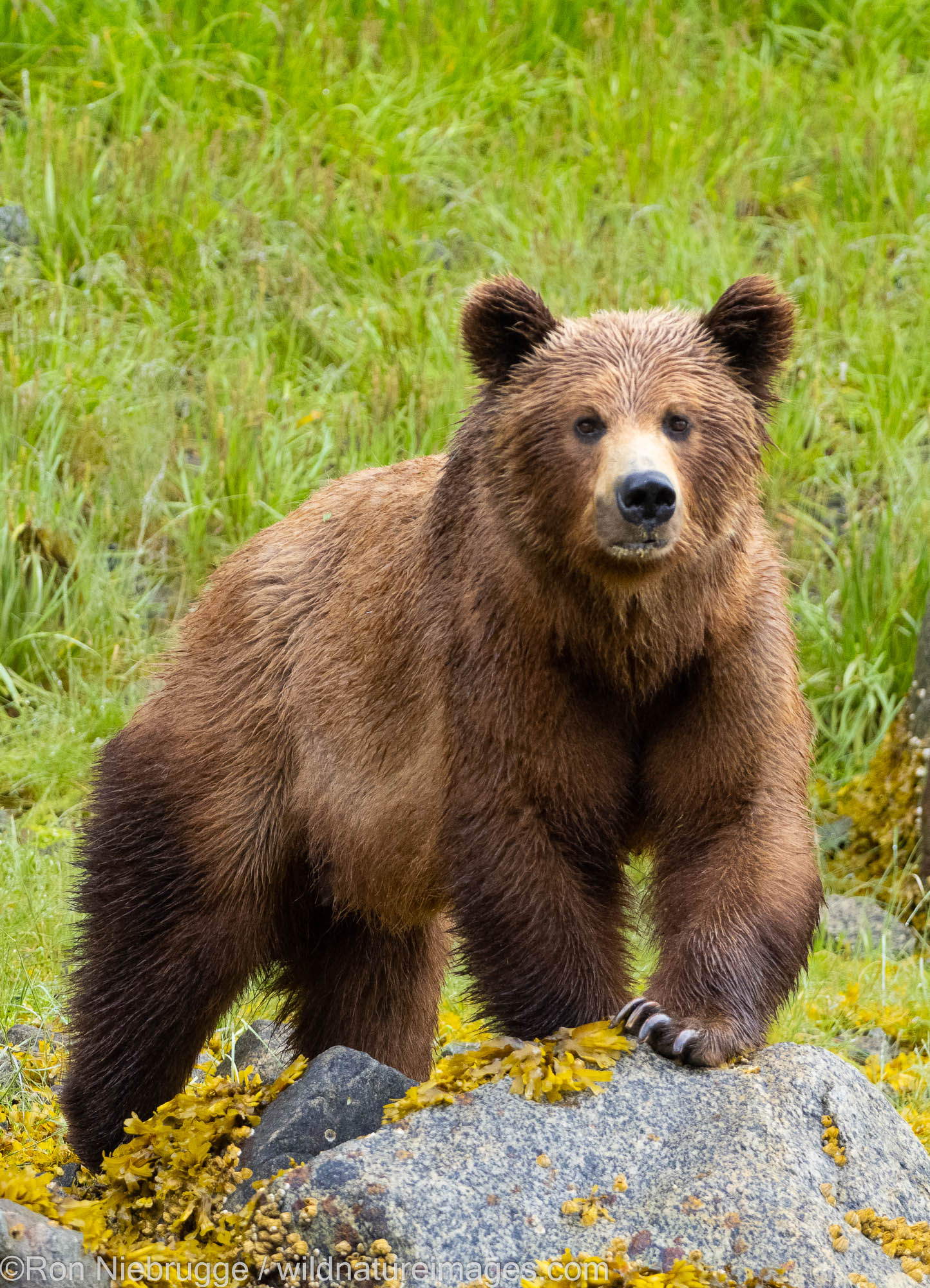 Brown bears, Ford's Terror, Tongass National Forest, Alaska.