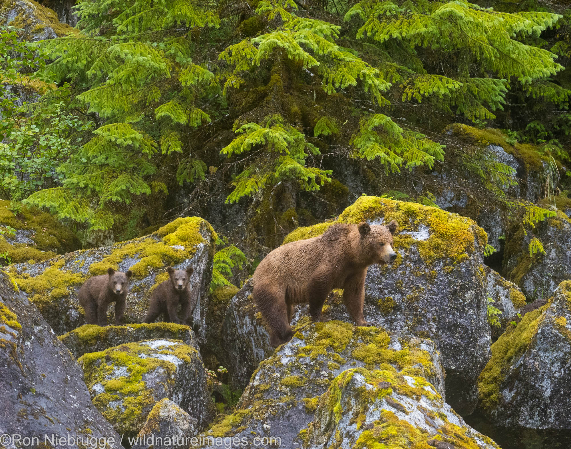 Brown bears, Ford's Terror, Tongass National Forest, Alaska.