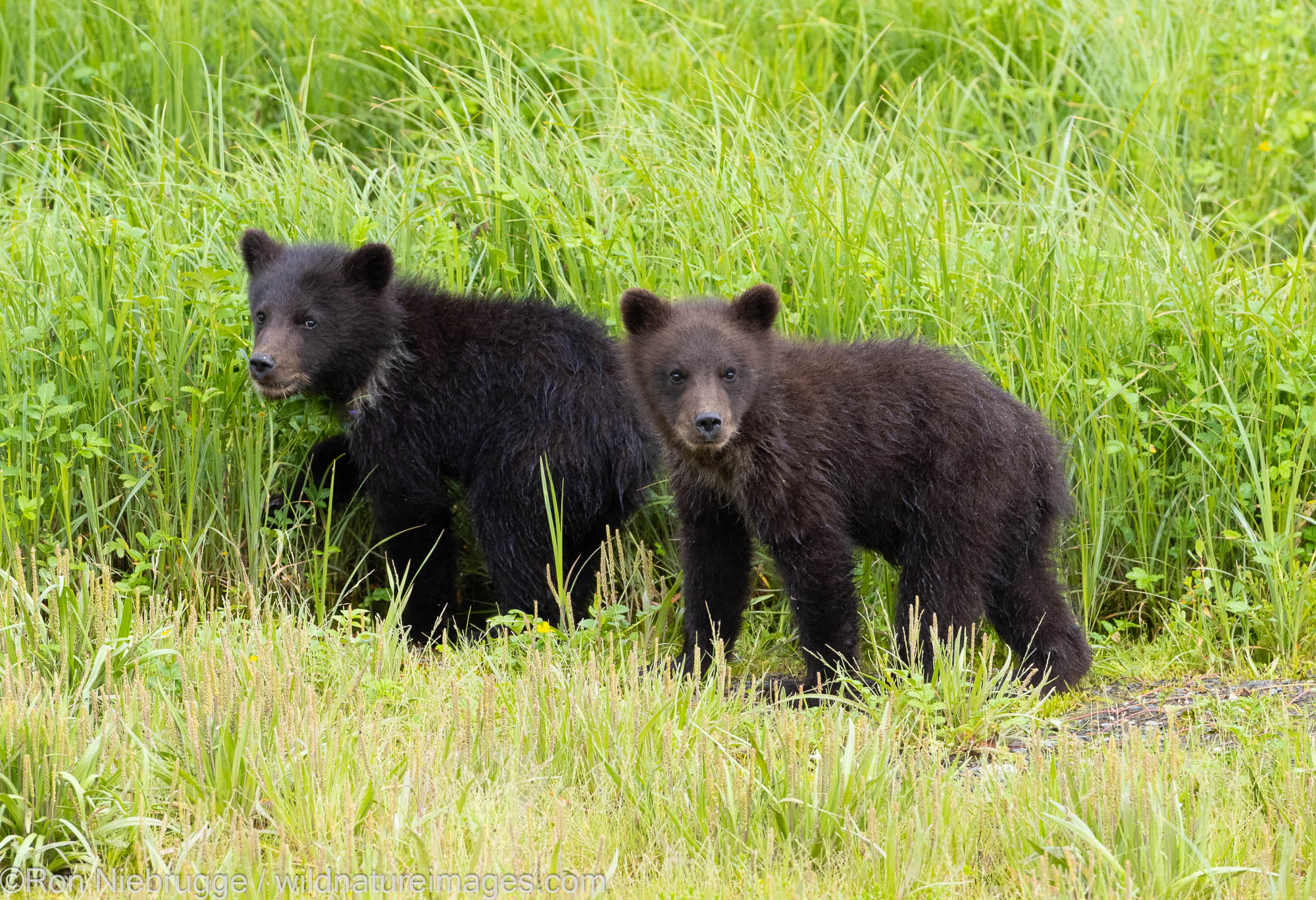Brown bears, Pack Creek Bear Viewing Area ,Tongass National Forest, Alaska.