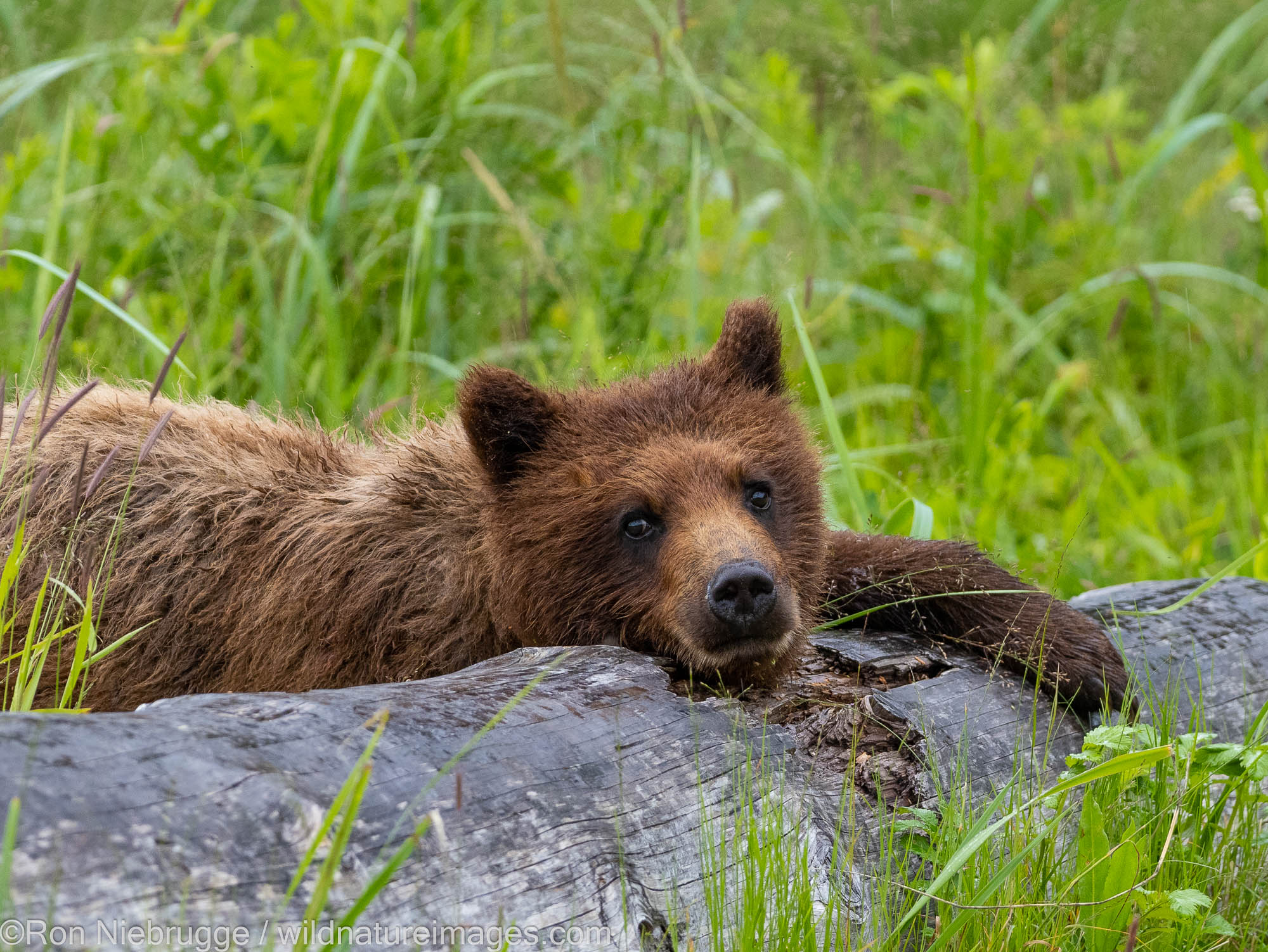 Brown bears, Pack Creek Bear Viewing Area ,Tongass National Forest, Alaska.