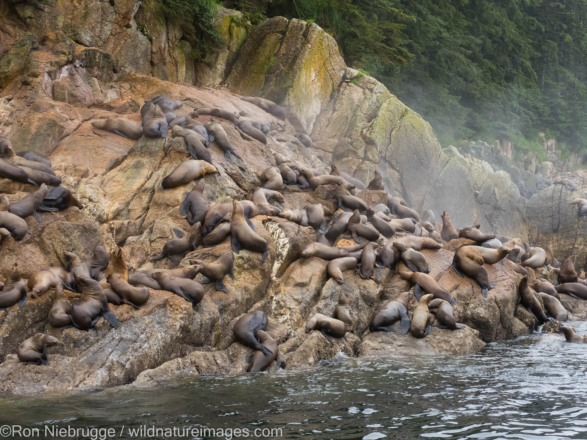 Northern Sea lions, Tongass National Forest, Alaska.