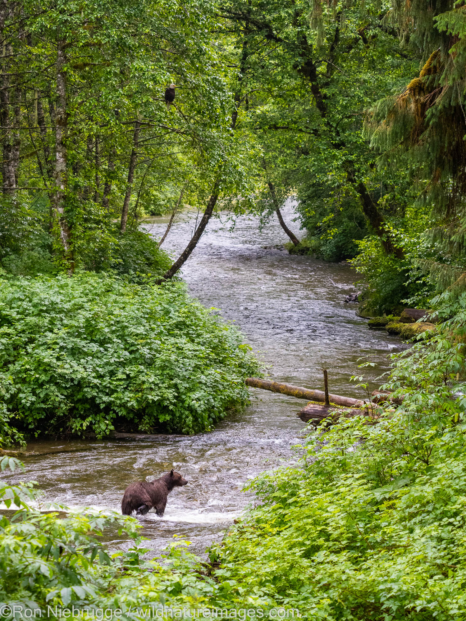 Grizzly Bear and Bald Eagle, Pack Creek Bear Observatory, Tongass National Forest, Alaska.