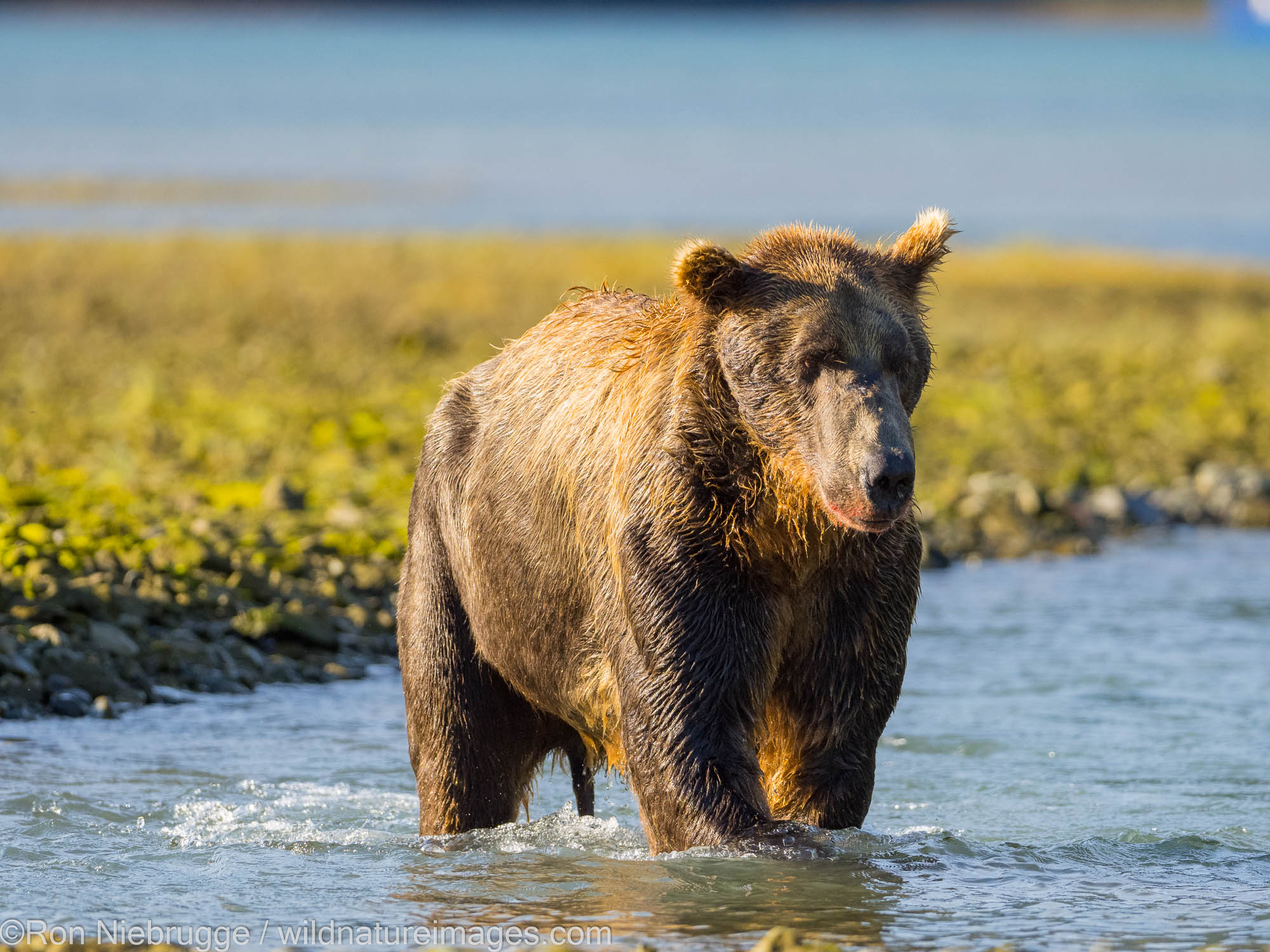 A Brown or Grizzly Bear, Geographic Harbor, Katmai National Park, Alaska.