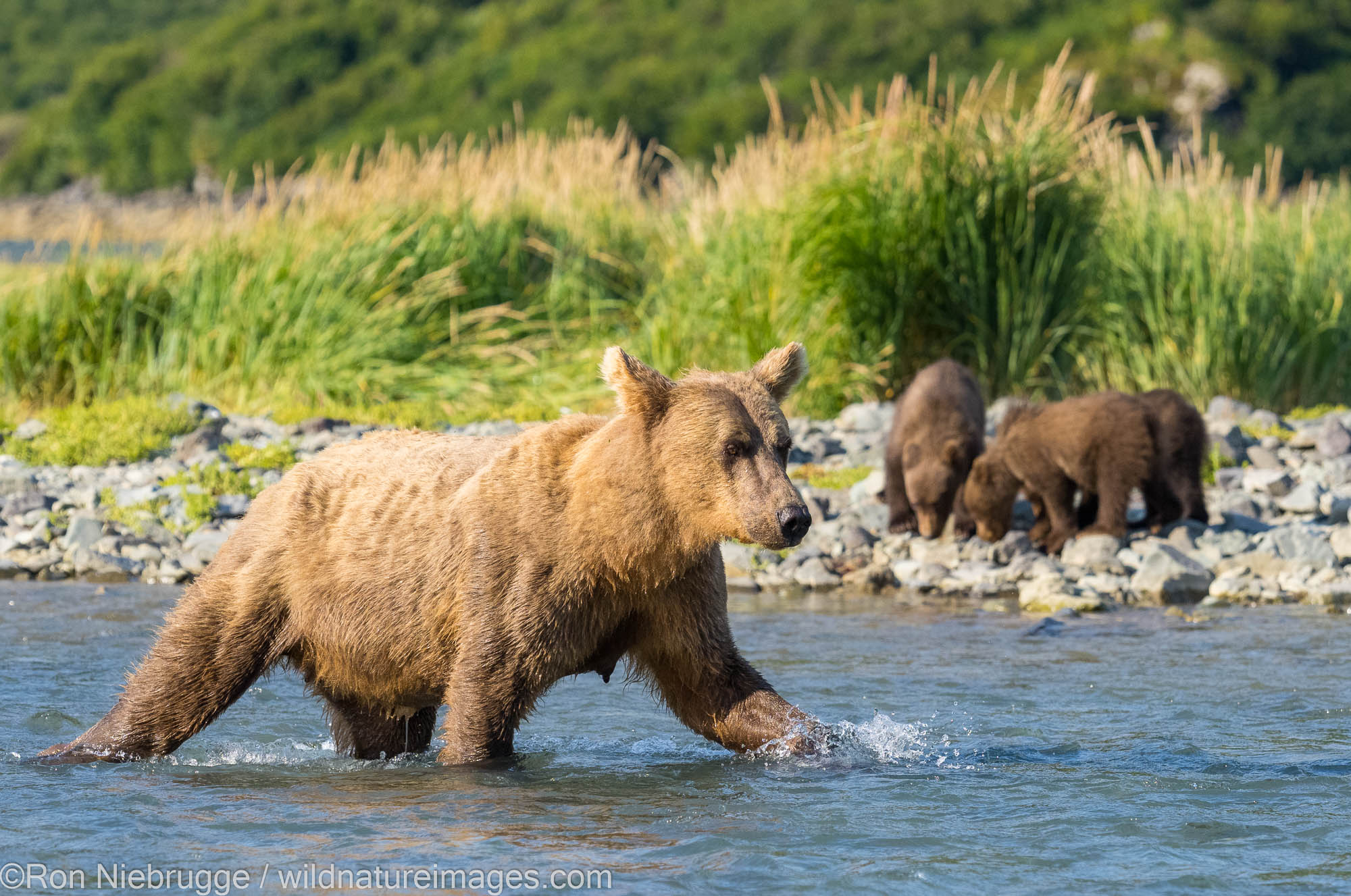 A Brown or Grizzly Bear, Geographic Harbor, Katmai National Park, Alaska.