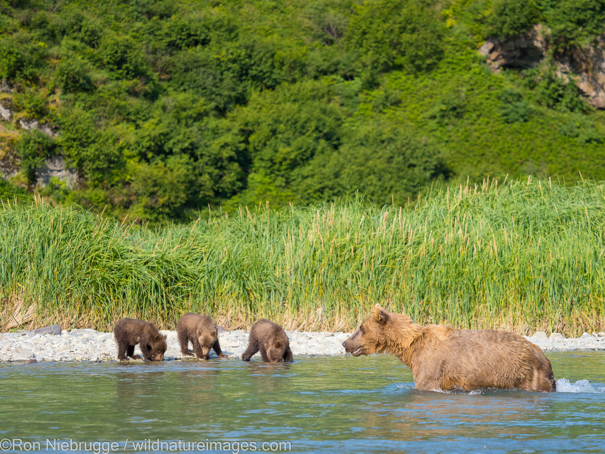 A Brown or Grizzly Bear, Geographic Harbor, Katmai National Park, Alaska.
