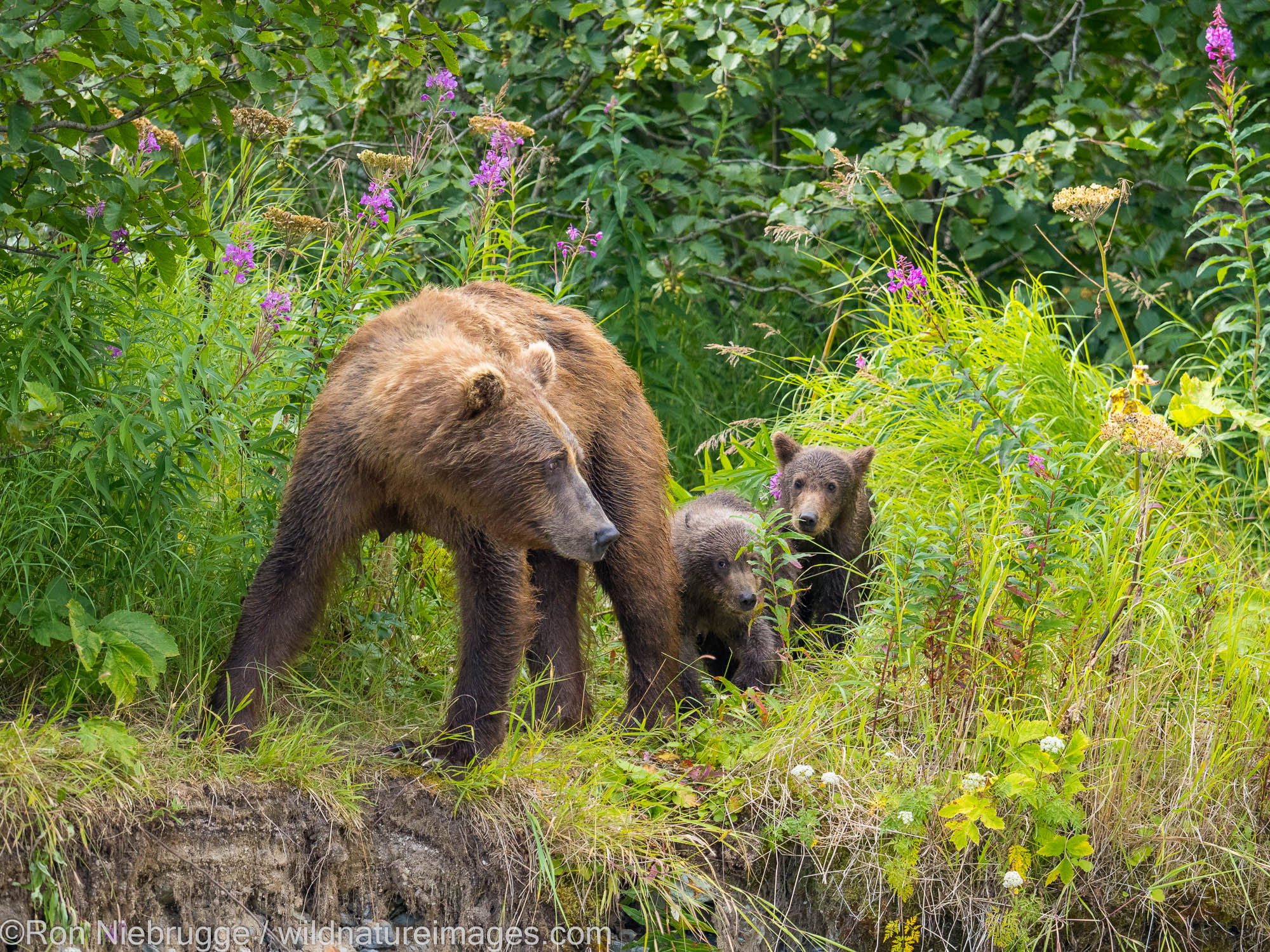 A Brown or Grizzly Bear, Geographic Harbor, Katmai National Park, Alaska.