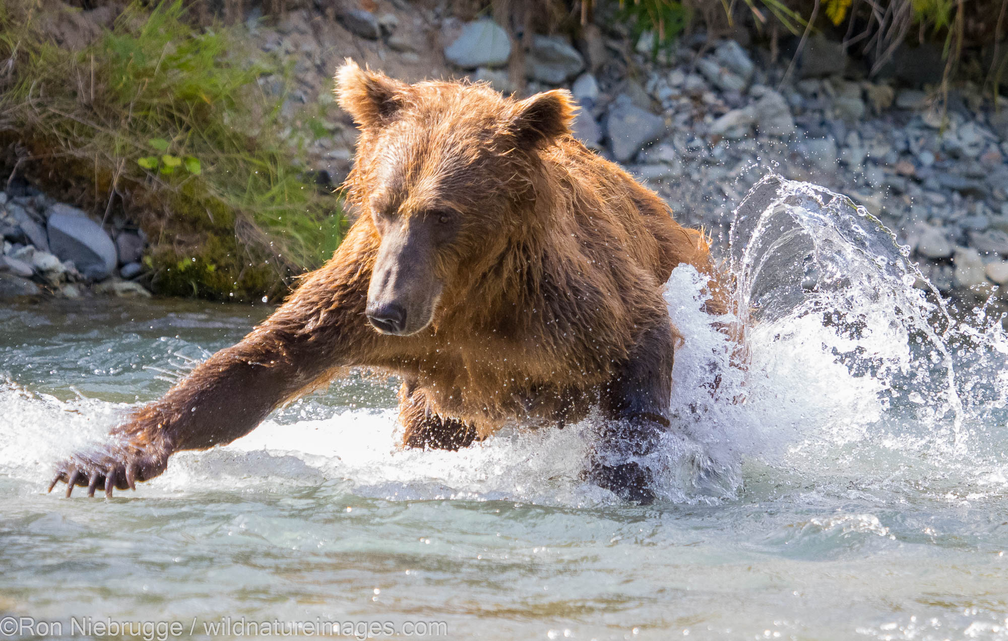 A Brown or Grizzly Bear, Geographic Harbor, Katmai National Park, Alaska.