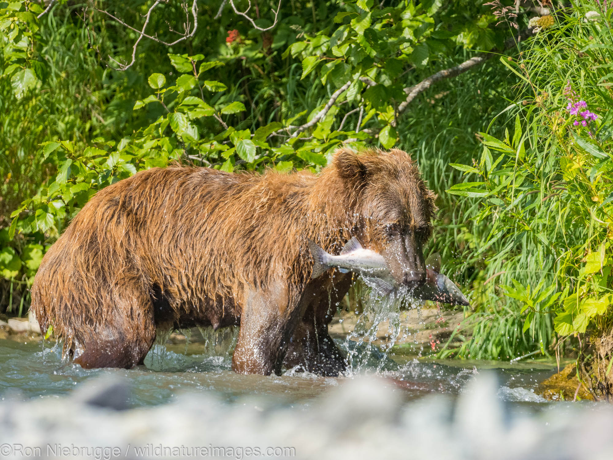 A Brown or Grizzly Bear, Geographic Harbor, Katmai National Park, Alaska.