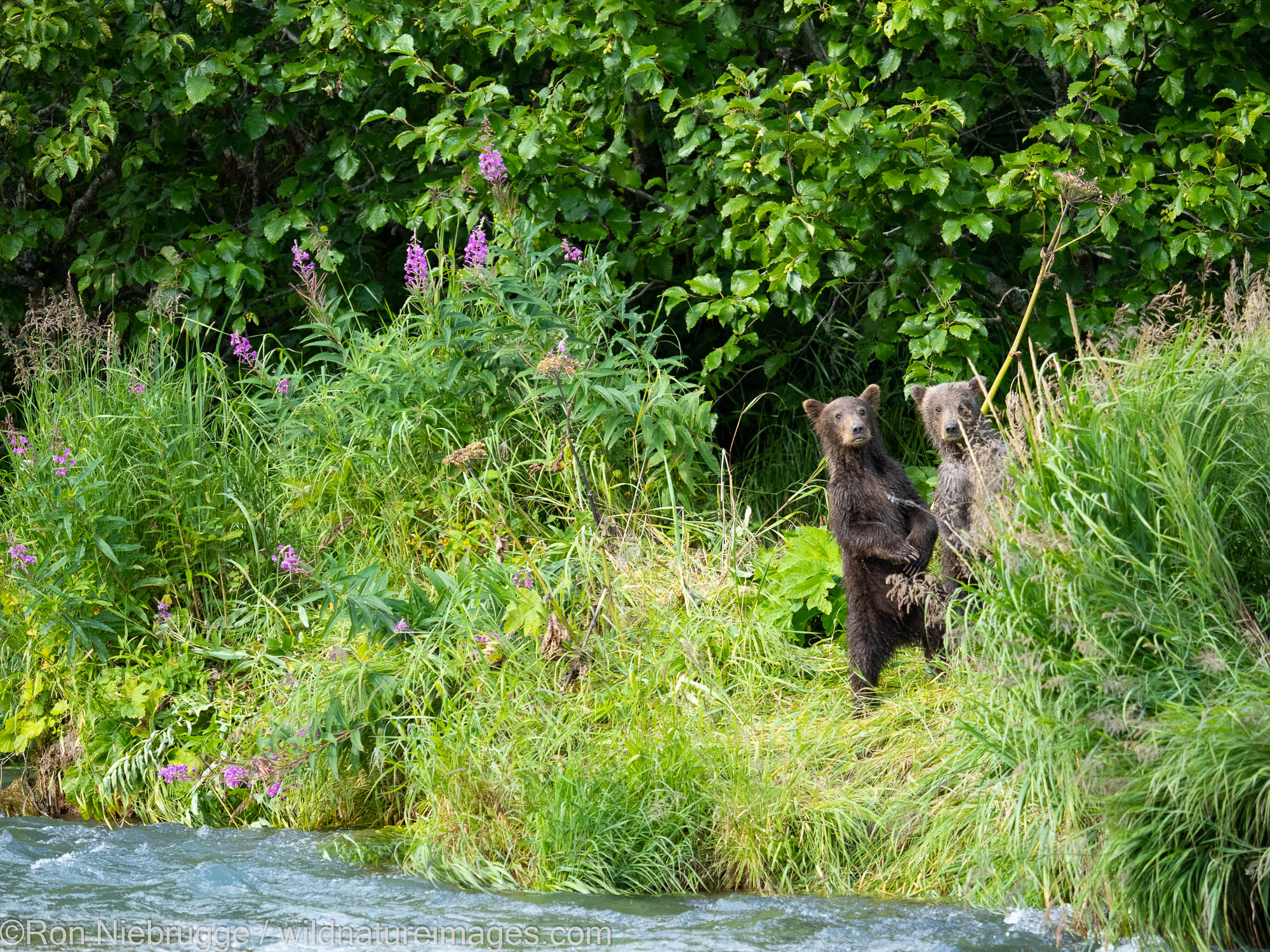 A Brown or Grizzly Bear, Geographic Harbor, Katmai National Park, Alaska.