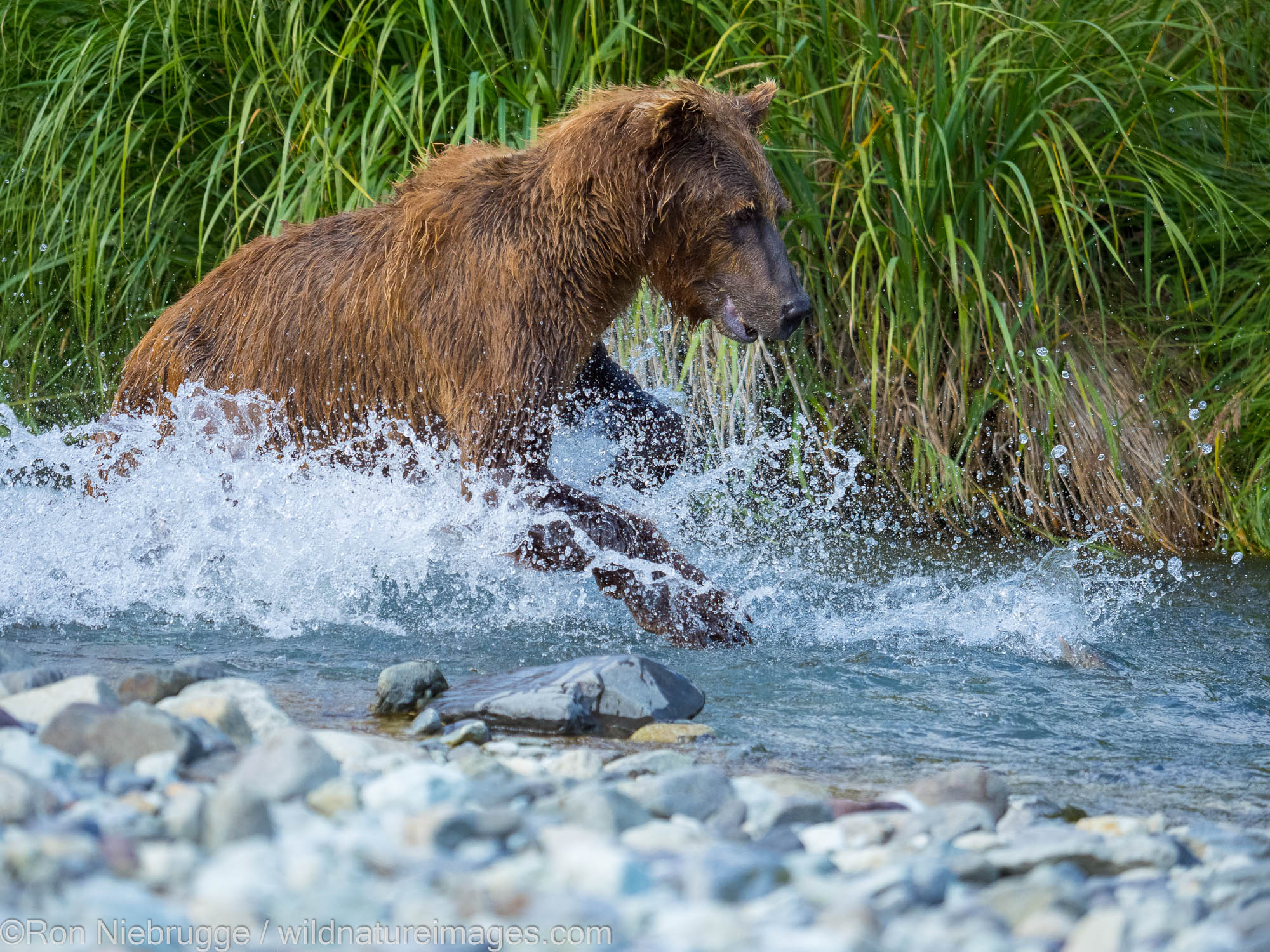 A Brown or Grizzly Bear, Geographic Harbor, Katmai National Park, Alaska.