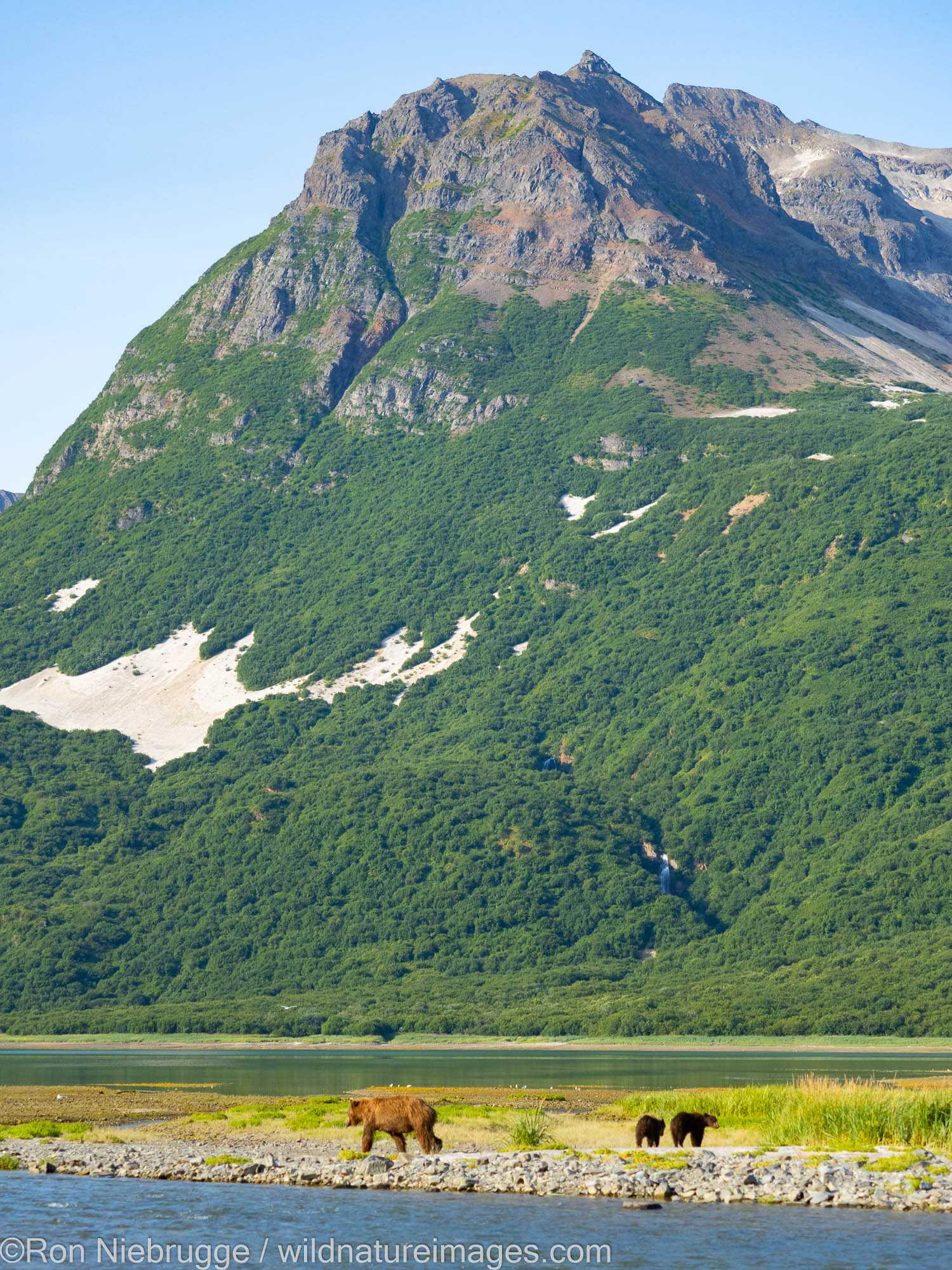 A Brown or Grizzly Bear, Geographic Harbor, Katmai National Park, Alaska.
