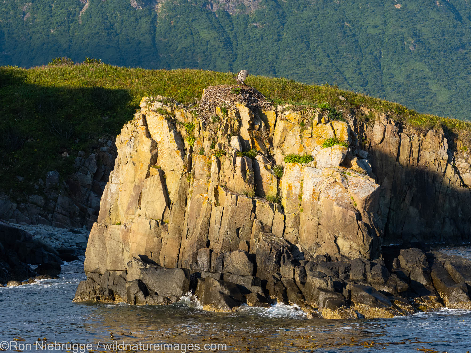 Bald Eagle nest, Katmai National Park, Alaska.