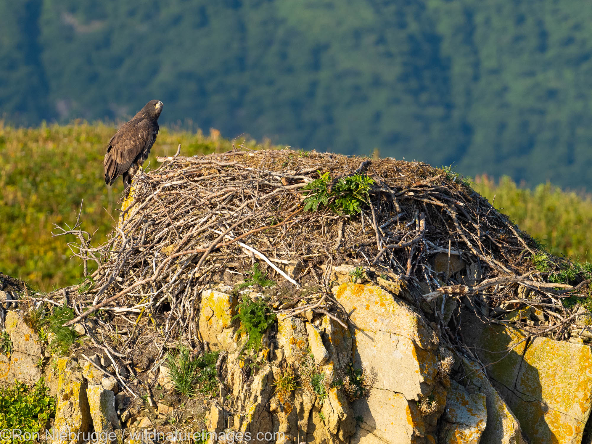 Bald Eagle nest, Katmai National Park, Alaska.