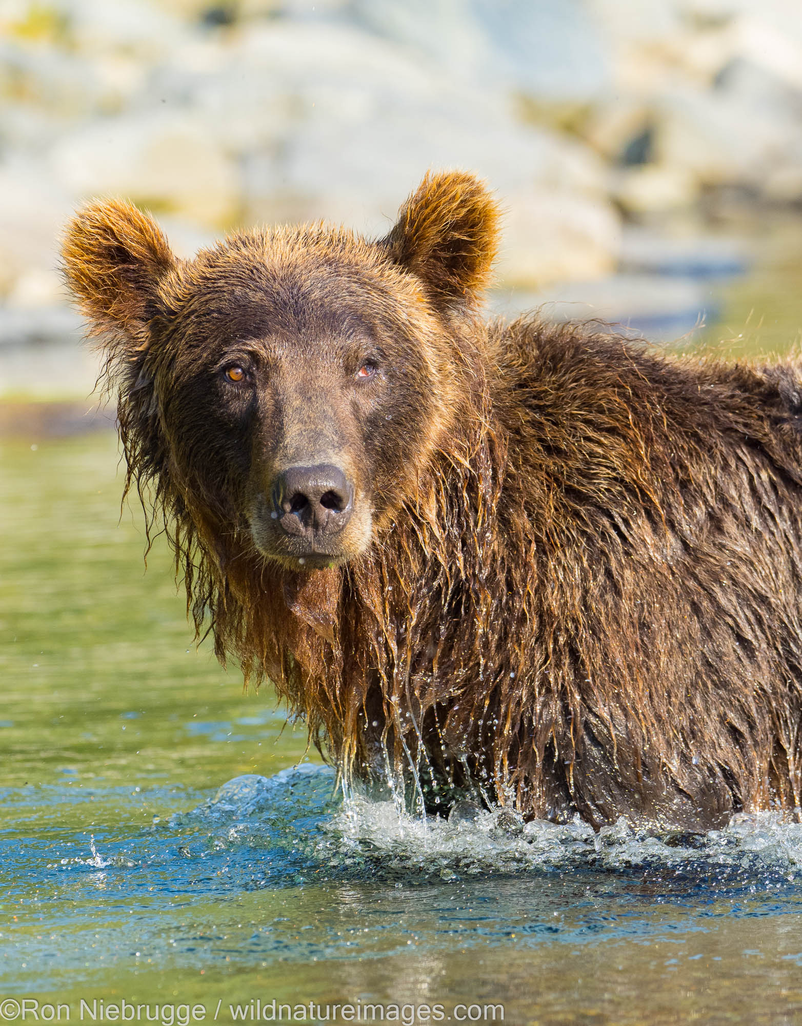 A Brown or Grizzly Bear, Kinak Bay, Katmai National Park, Alaska.