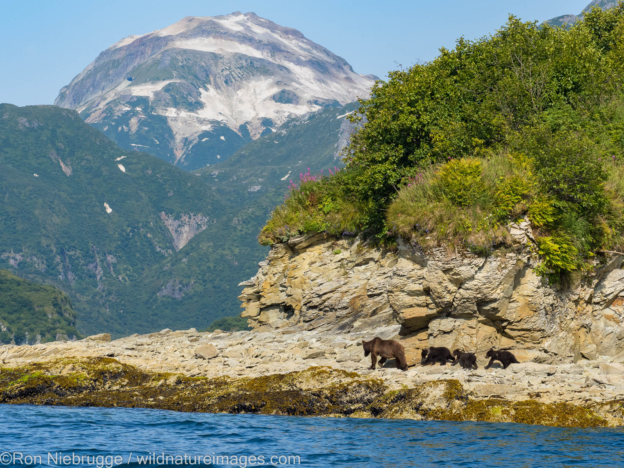 A Brown or Grizzly Bear, Kinak Bay, Katmai National Park, Alaska.