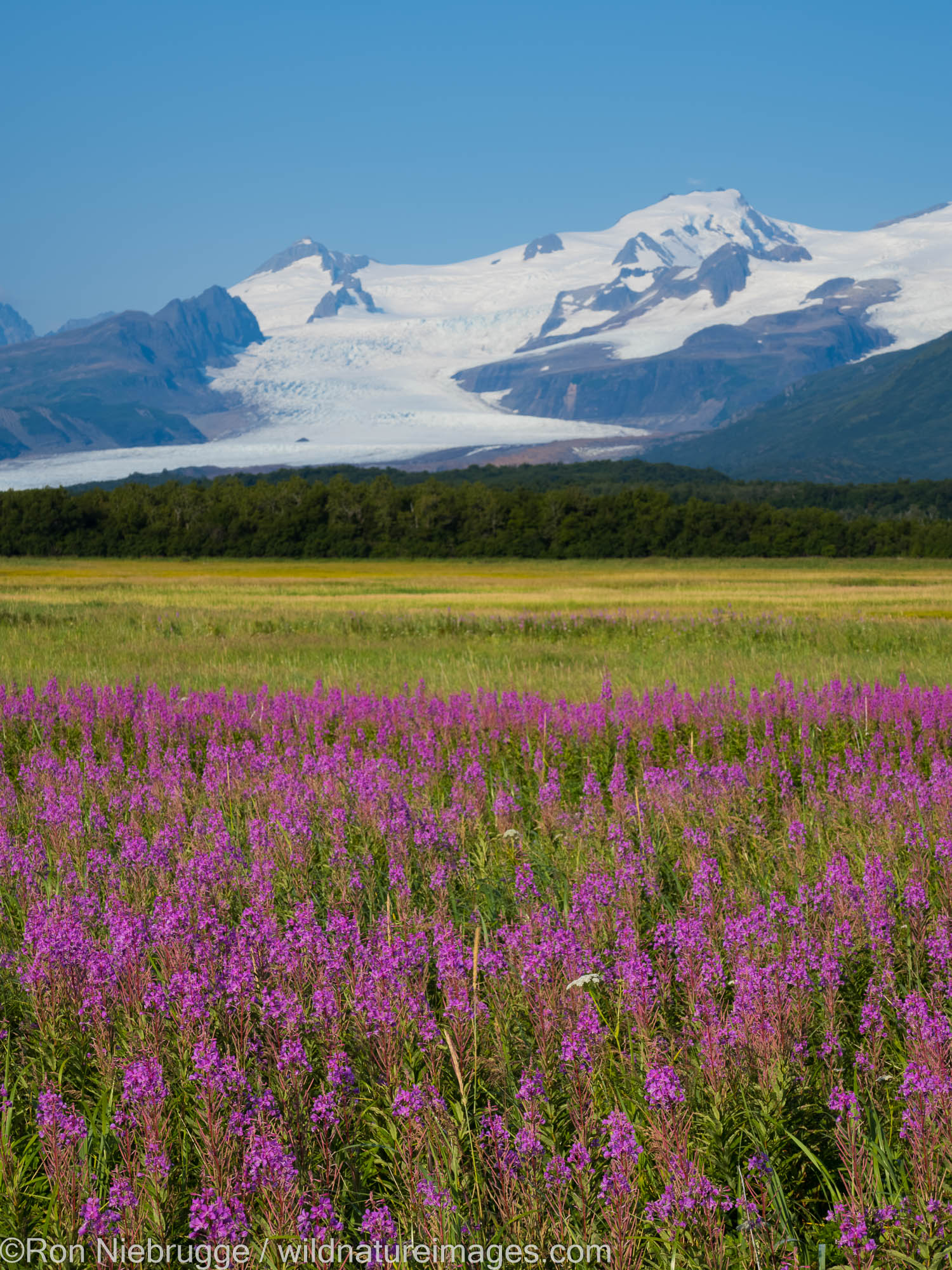 Field of fireweed, Hallo Bay, Katmai National Park, Alaska.