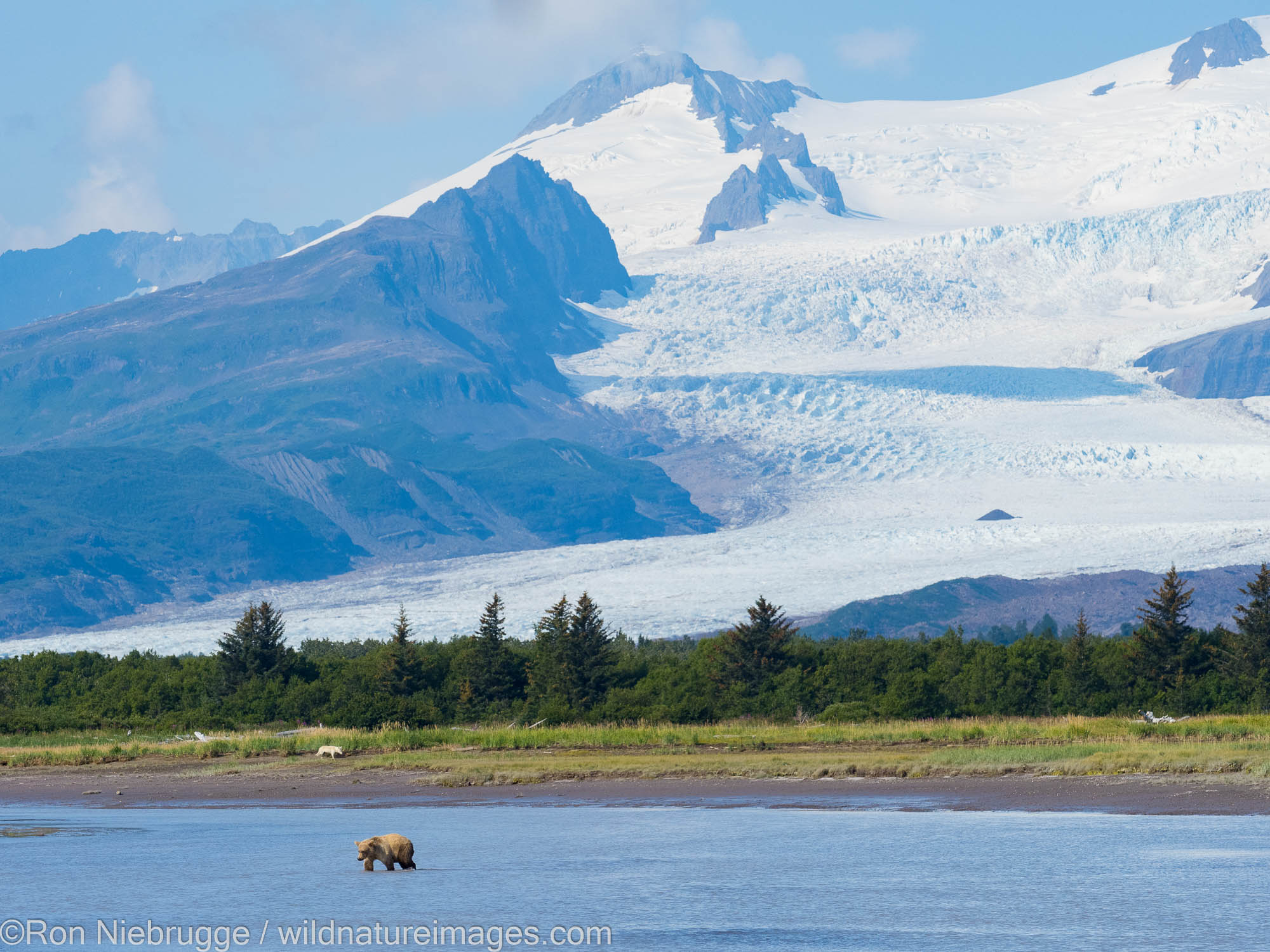 A wolf and Brown or Grizzly Bear, Hallo Bay, Katmai National Park, Alaska.