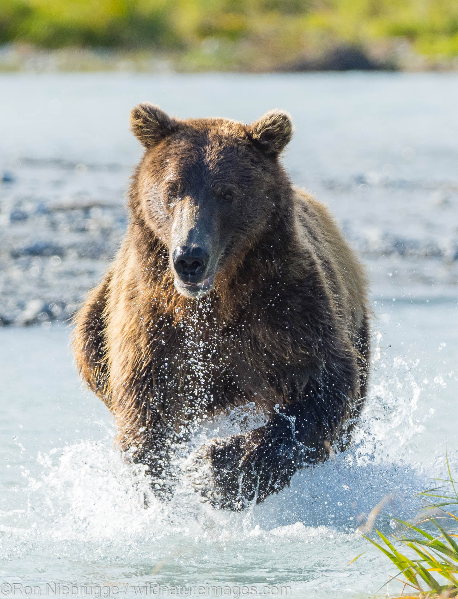 A Brown or Grizzly Bear, Kukak Bay, Katmai National Park, Alaska.