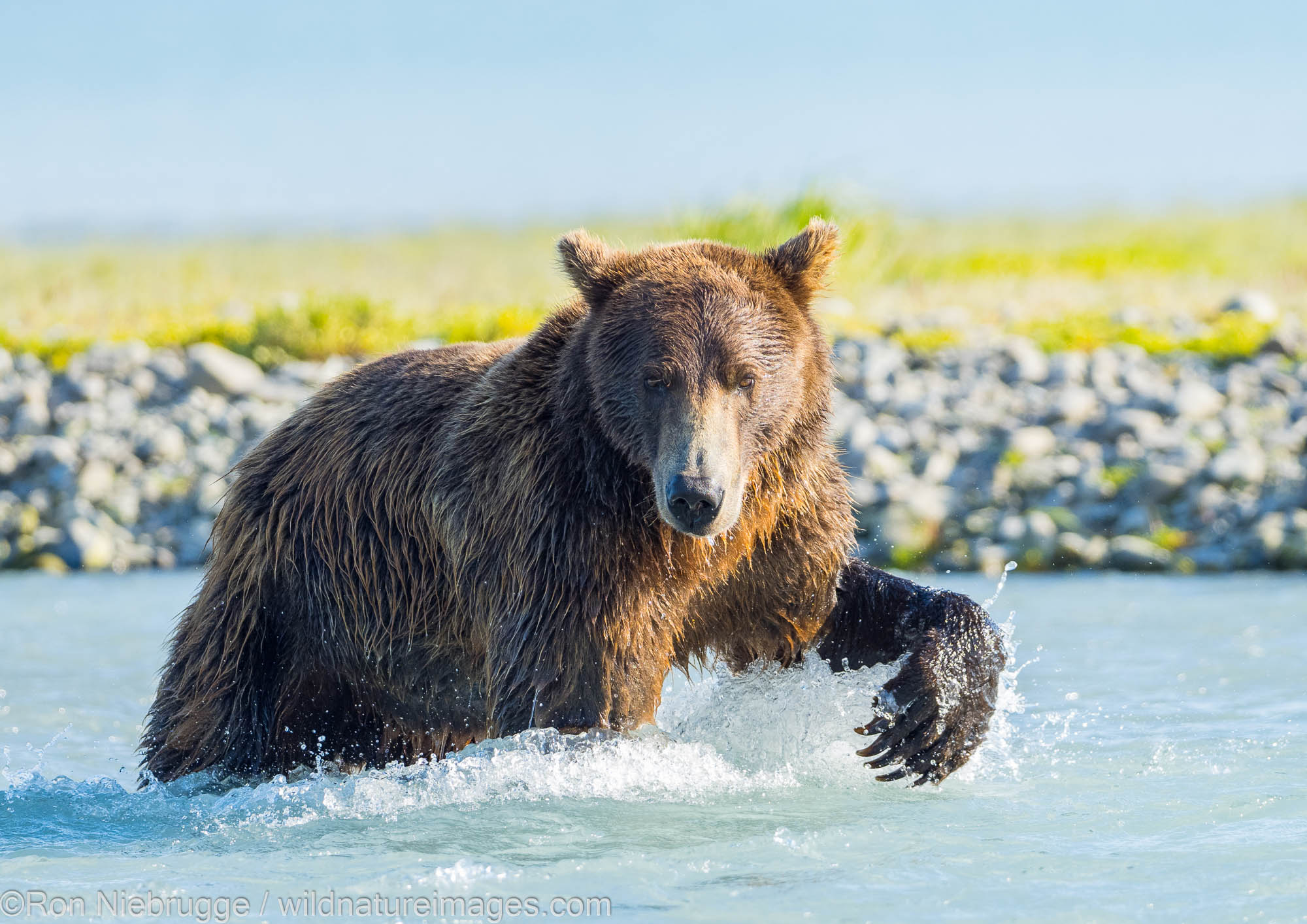 A Brown or Grizzly Bear, Kukak Bay, Katmai National Park, Alaska.