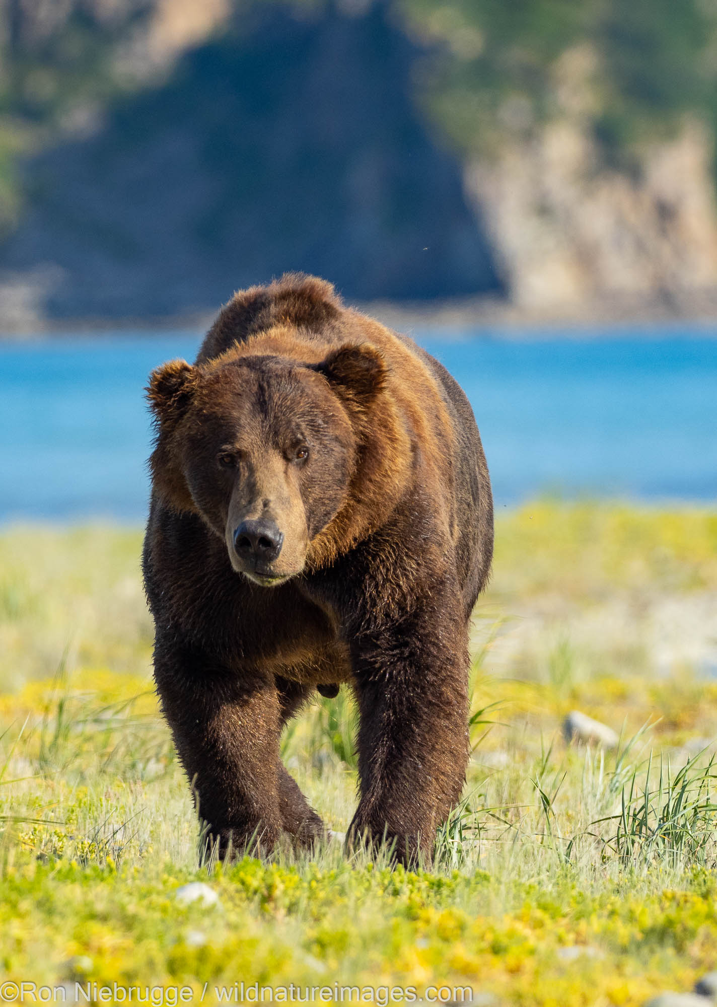A Brown or Grizzly Bear, Kukak Bay, Katmai National Park, Alaska.
