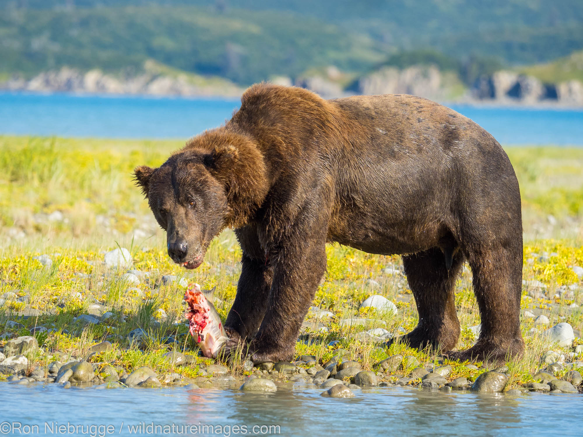 Grizzly Bear Katmai National Park, Alaska. Photos by Ron Niebrugge