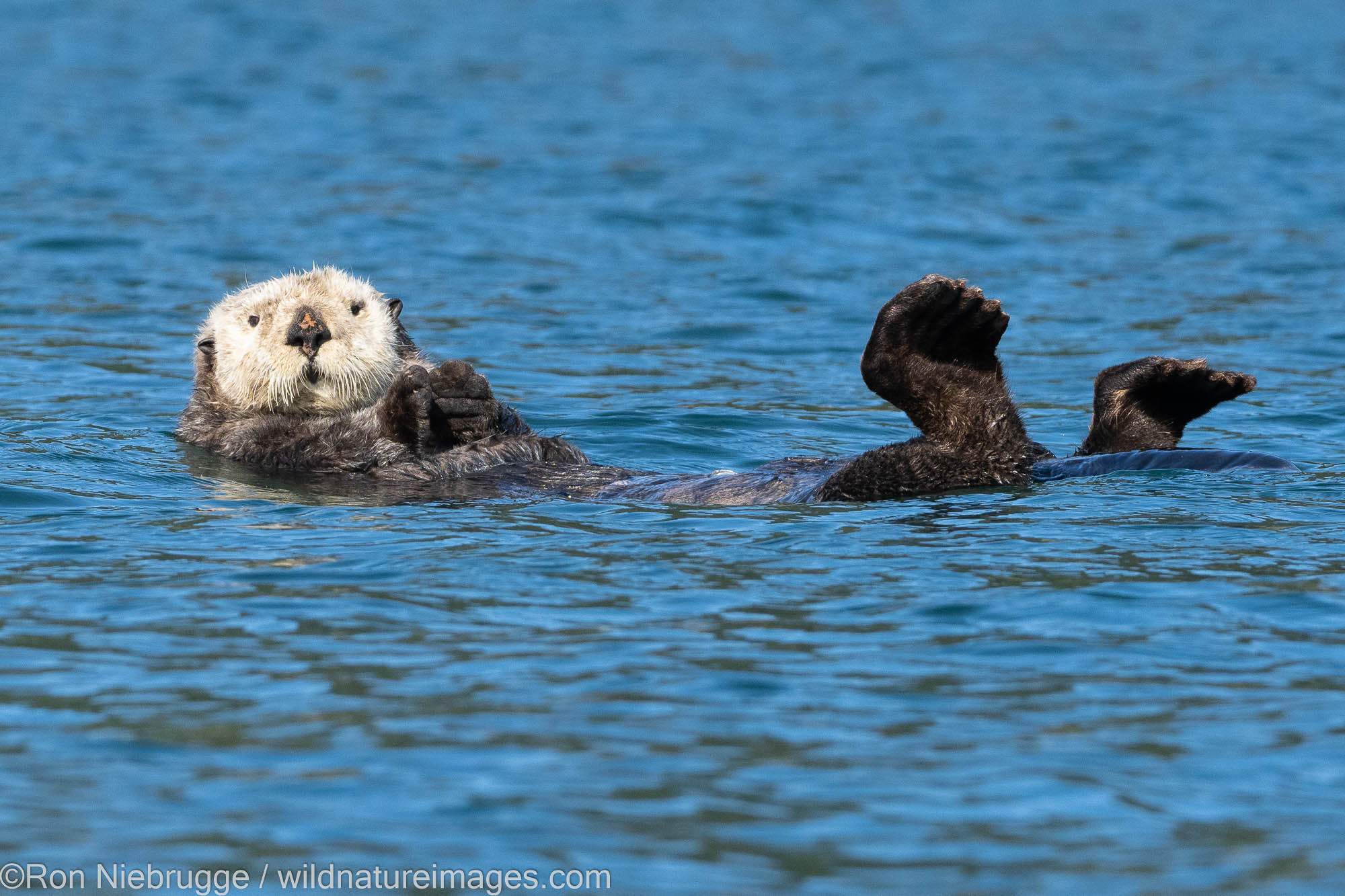 Sea Otter, Kodiak, Alaska.