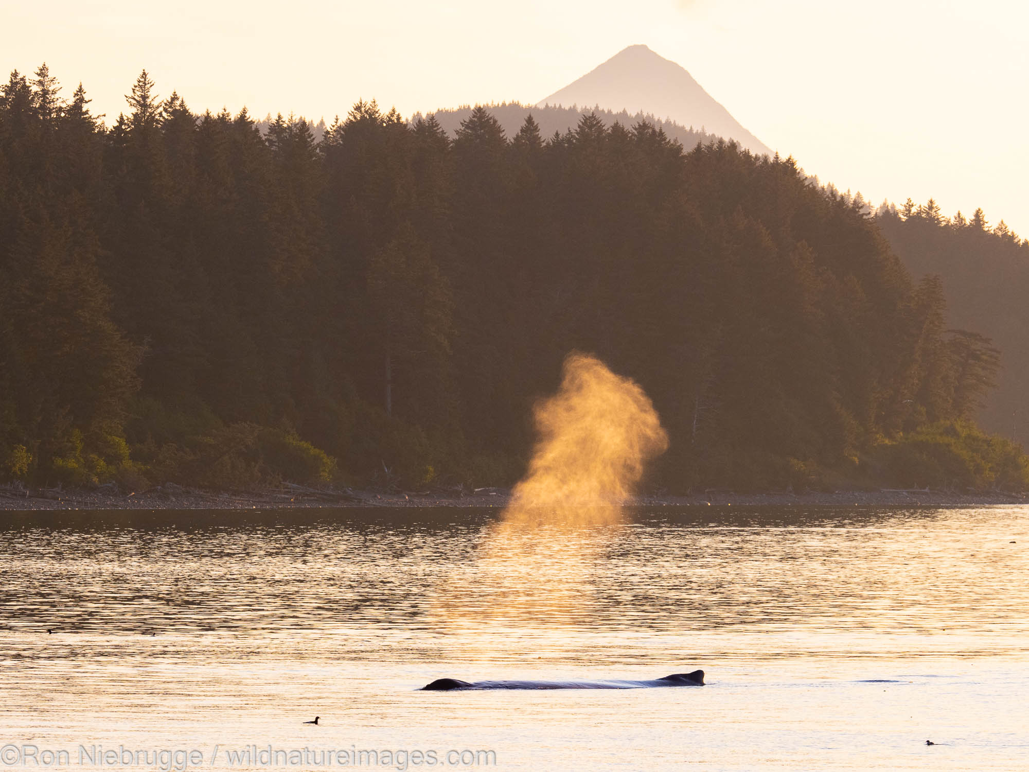 Humpback Whale, Kodiak, Alaska.