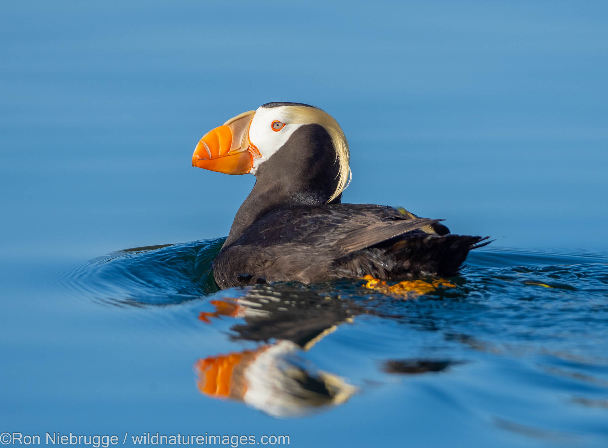 Tufted Puffin, Kodiak, Alaska.