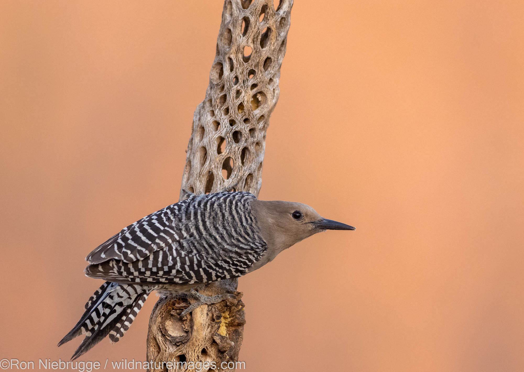 Gila Woodpecker, Marana, near Tucson, Arizona.