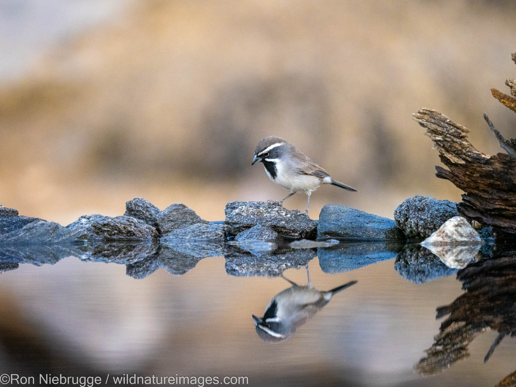 Black-throated Sparrow, Marana, near Tucson, Arizona.